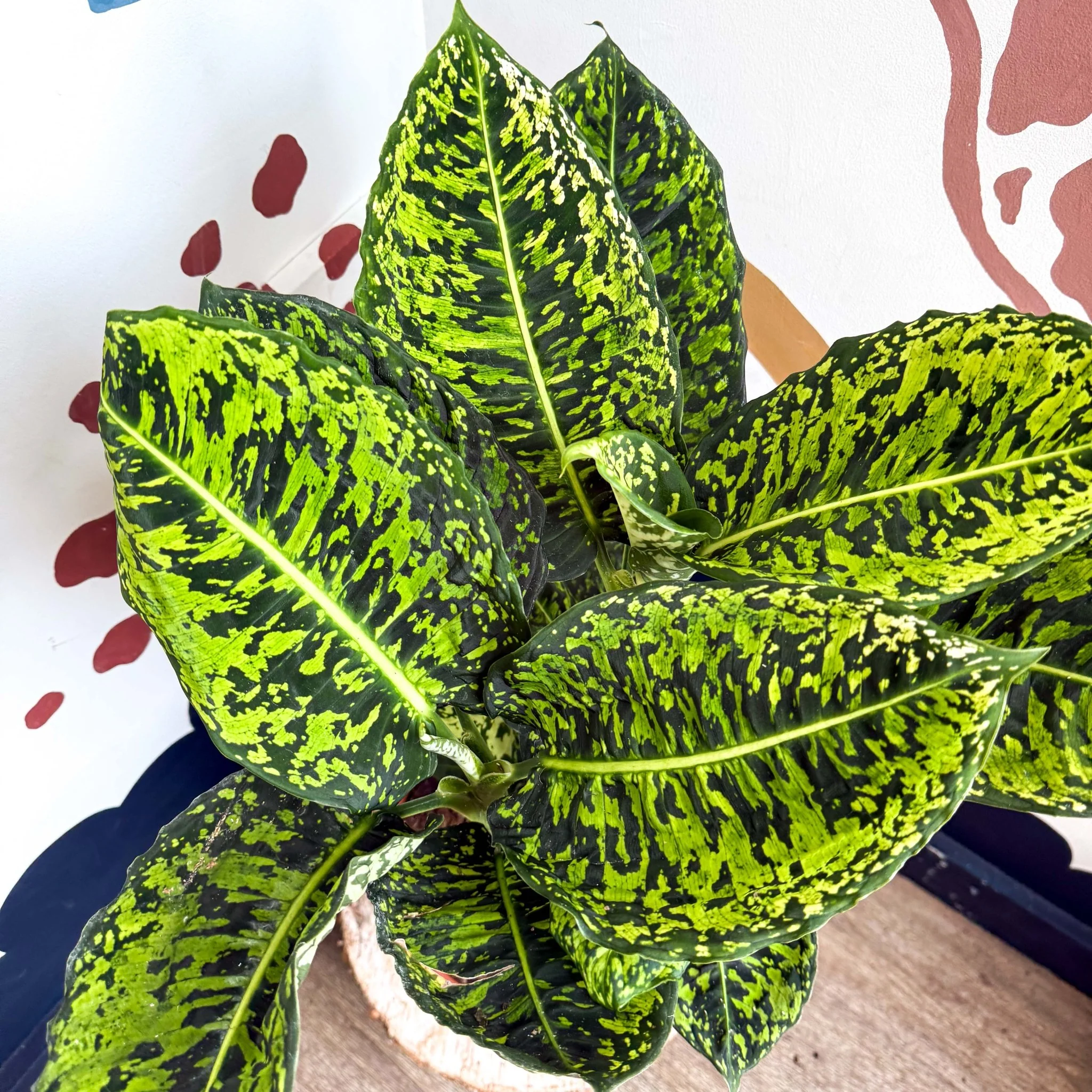 Dieffenbachia ‘Reflector’ – Leopard Lily - Image 9