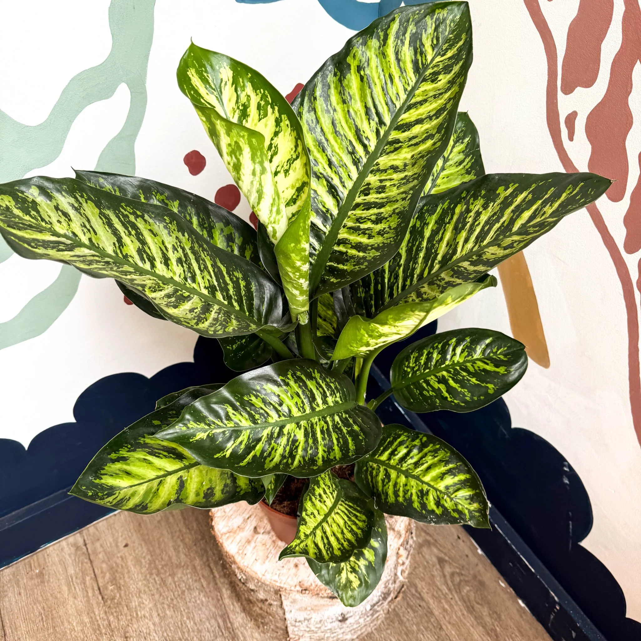 Dieffenbachia seguine ‘Maroba’ – Leopard Lily - Image 10