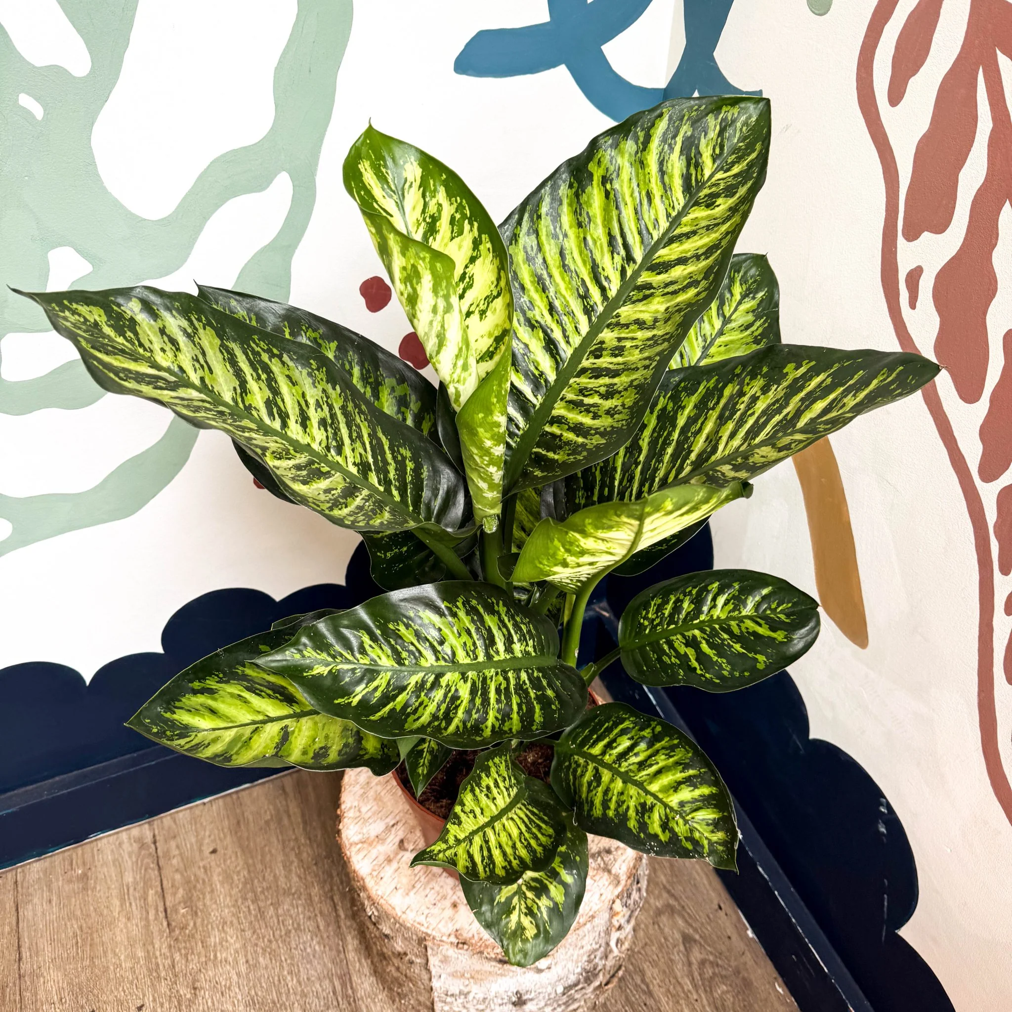 Dieffenbachia seguine ‘Maroba’ – Leopard Lily - Image 12