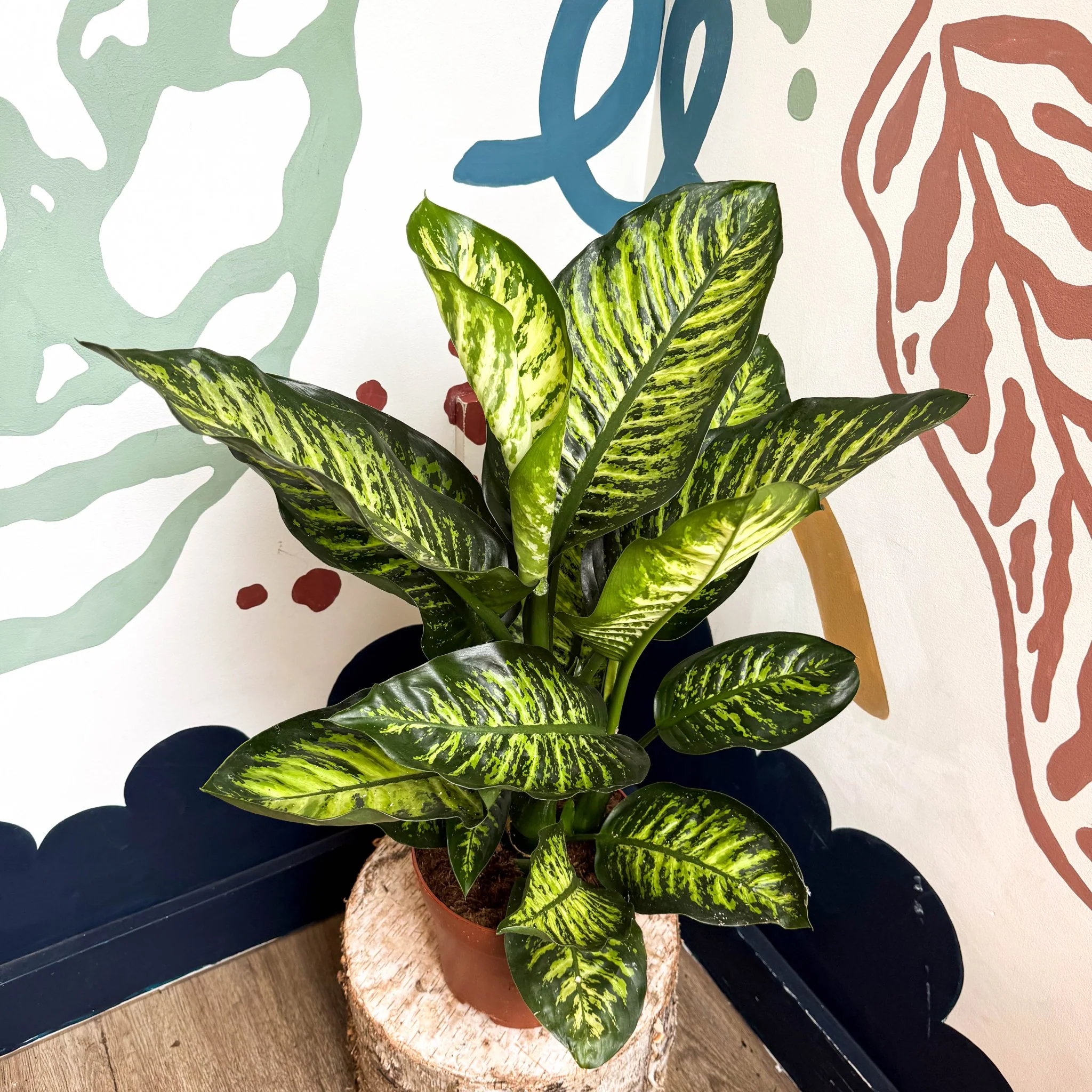 Dieffenbachia seguine ‘Maroba’ – Leopard Lily - Image 13