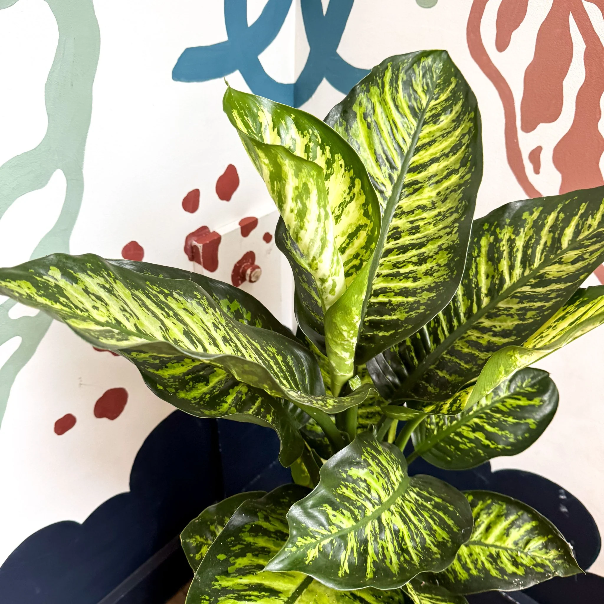 Dieffenbachia seguine ‘Maroba’ – Leopard Lily - Image 14