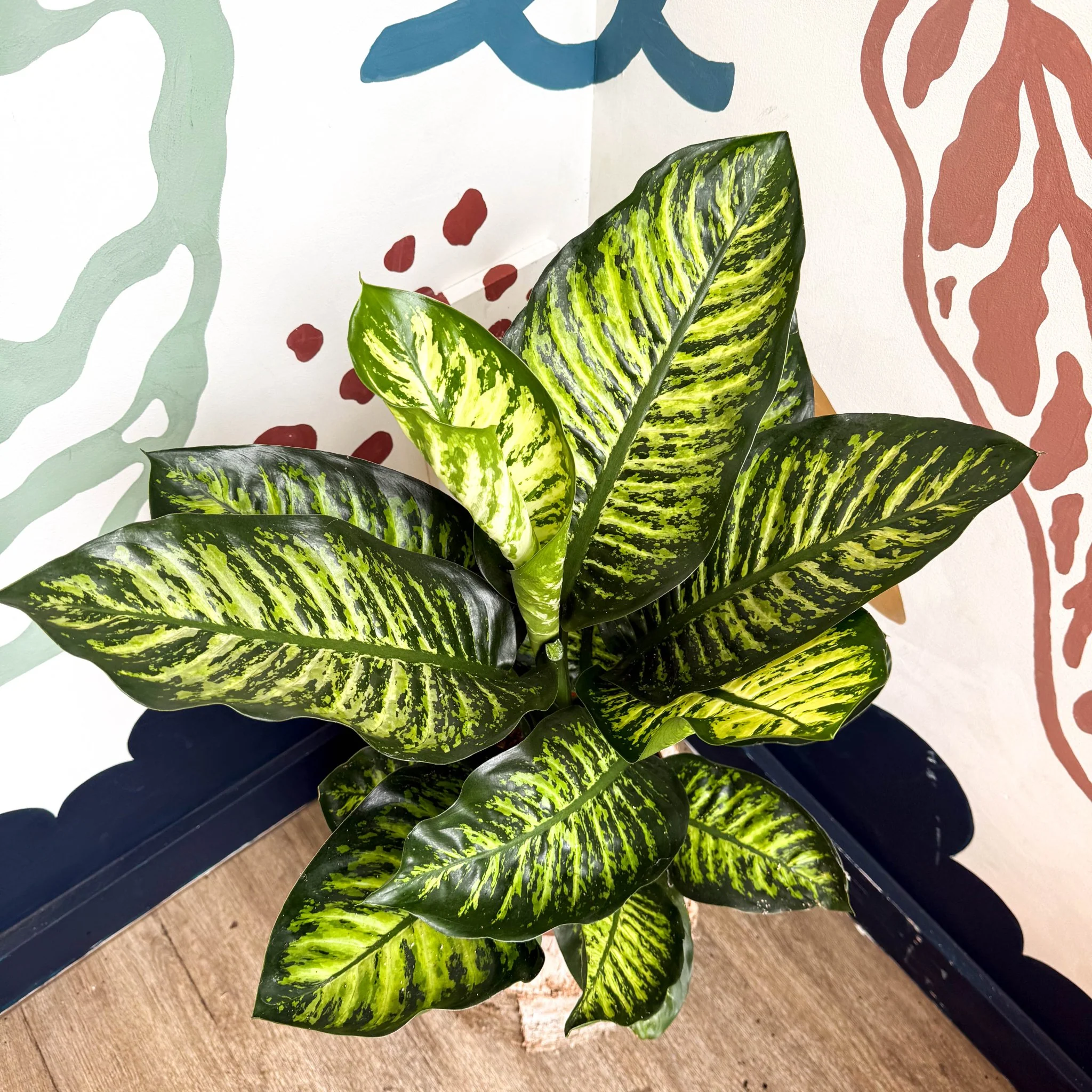 Dieffenbachia seguine ‘Maroba’ – Leopard Lily - Image 15