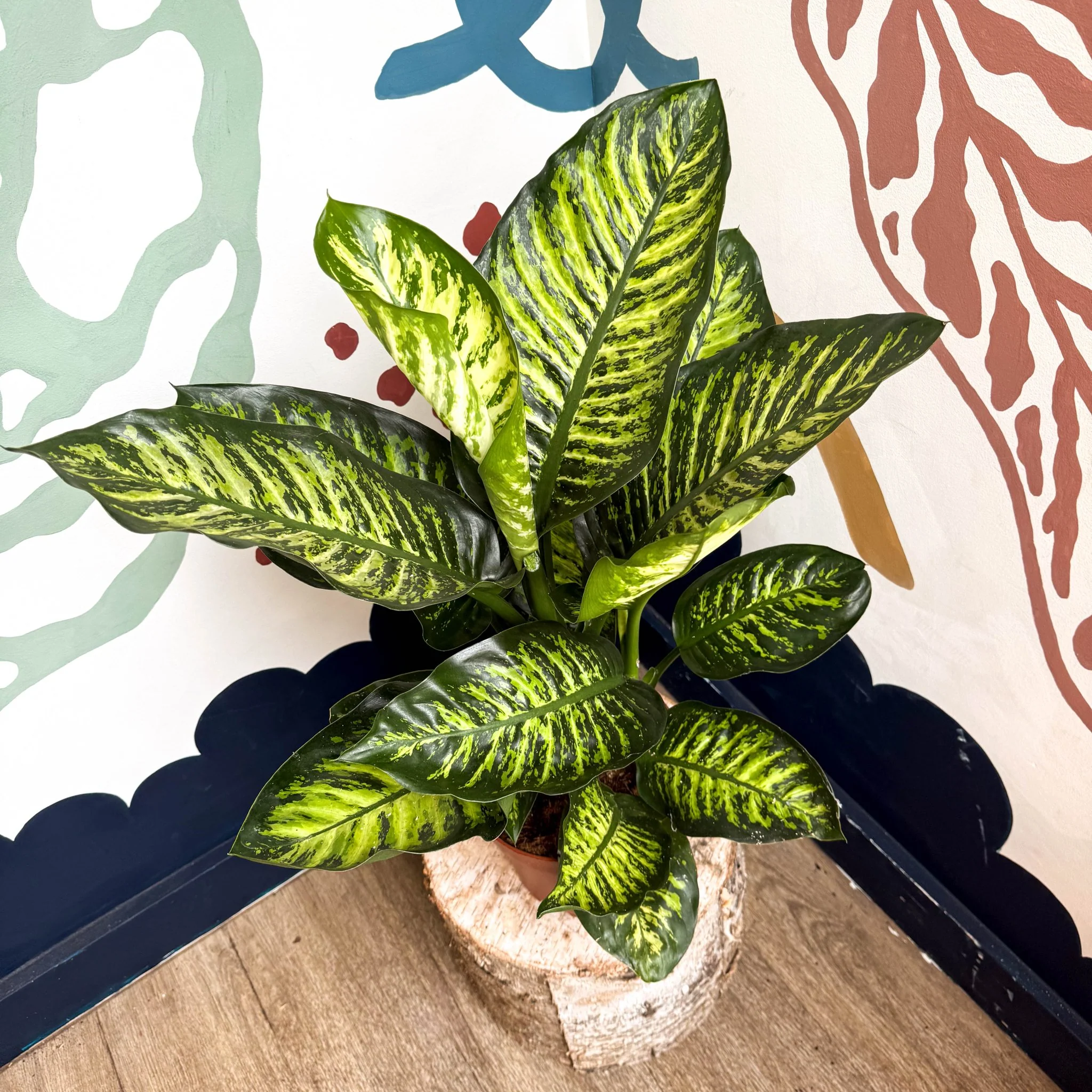 Dieffenbachia seguine ‘Maroba’ – Leopard Lily - Image 2