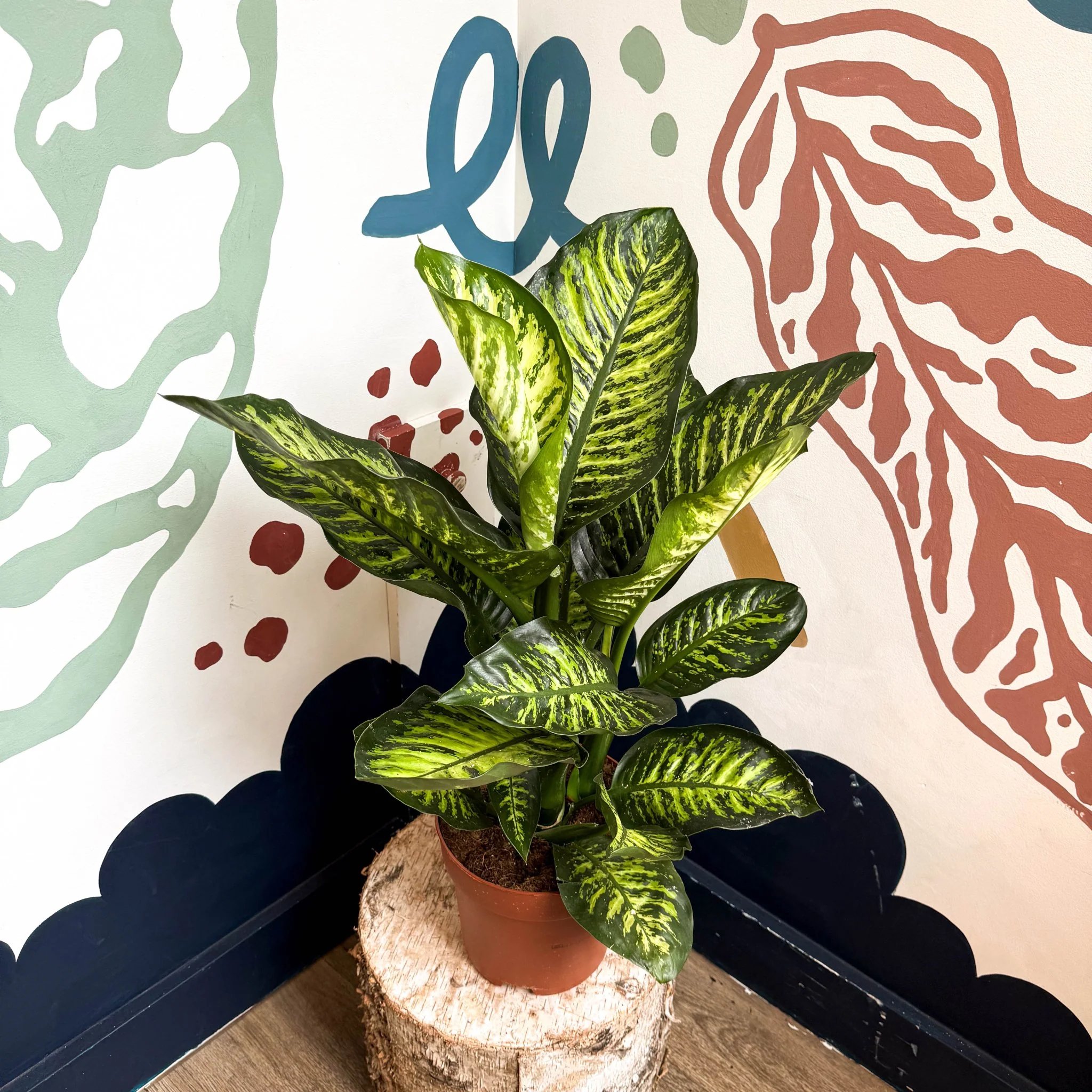 Dieffenbachia seguine ‘Maroba’ – Leopard Lily - Image 5