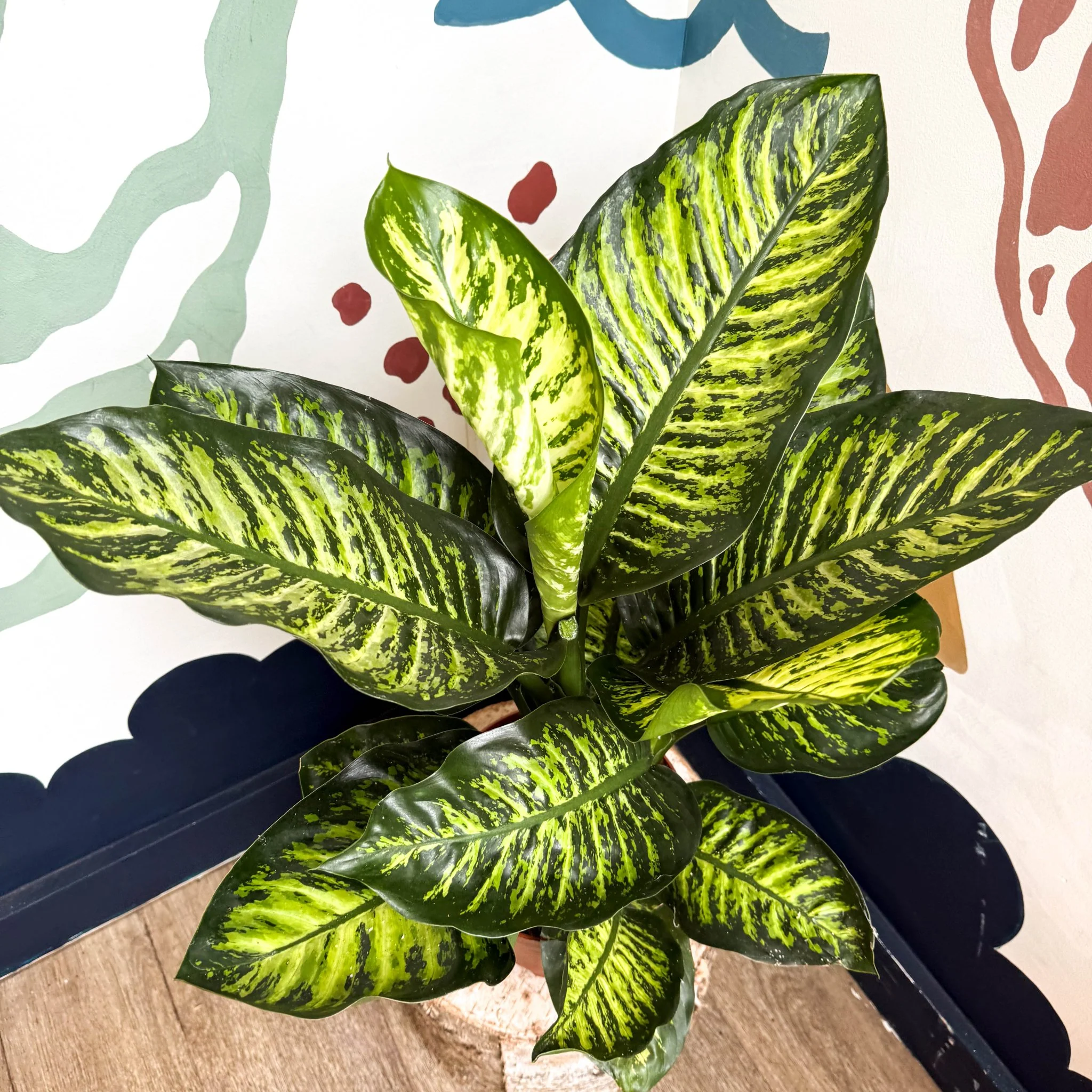 Dieffenbachia seguine ‘Maroba’ – Leopard Lily - Image 6