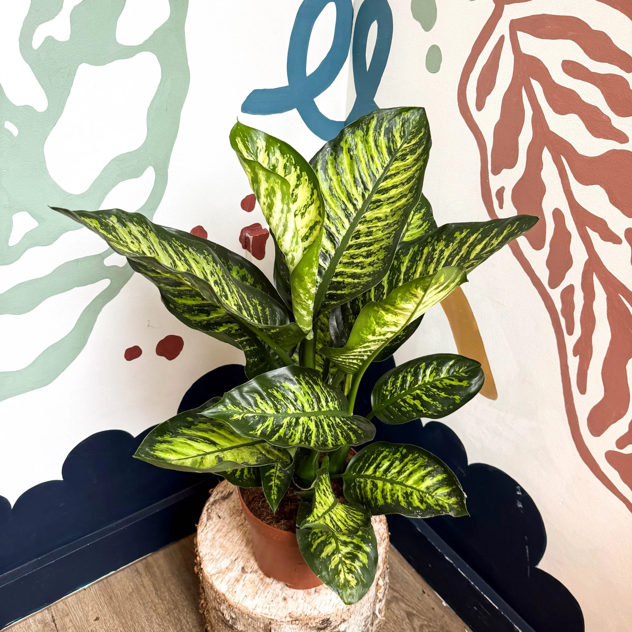 Dieffenbachia seguine ‘Maroba’ – Leopard Lily - Image 8