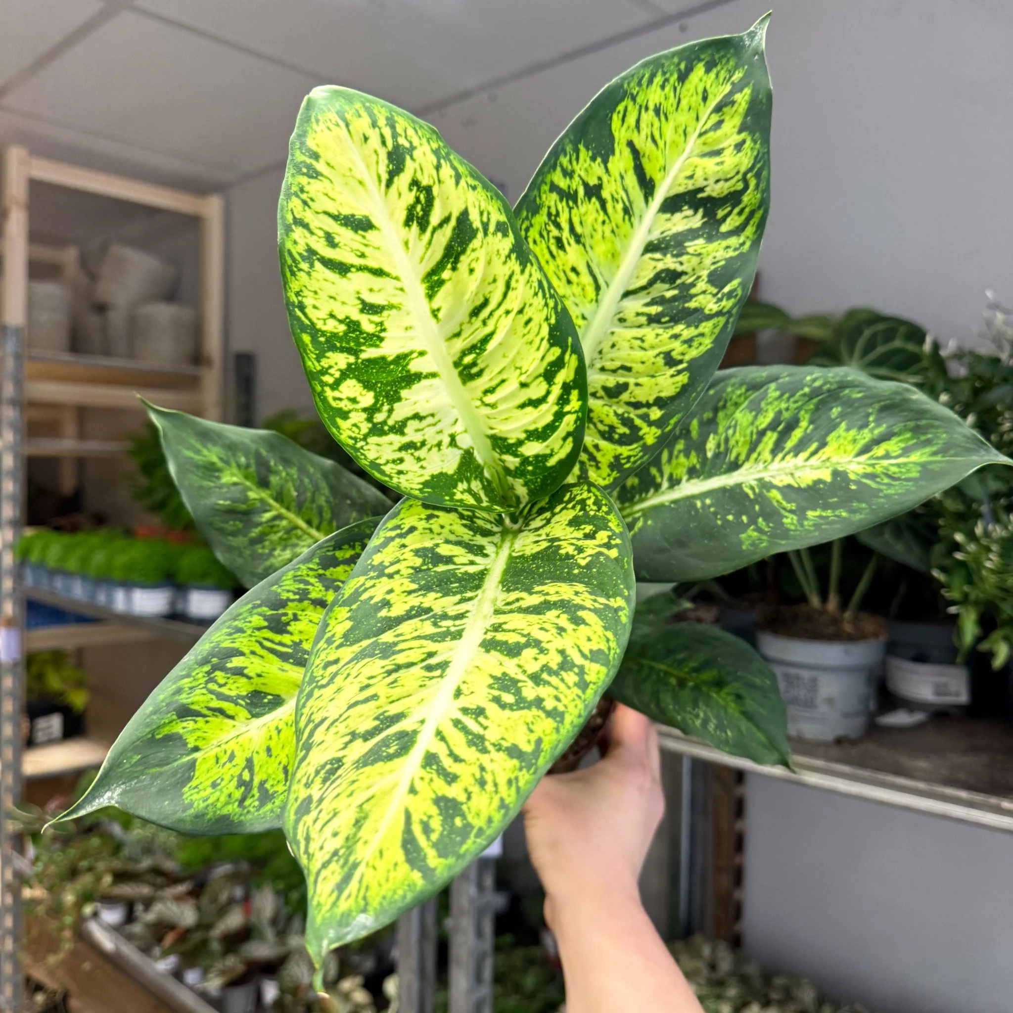 Dieffenbachia seguine ‘Sublime’ – Leopard Lily