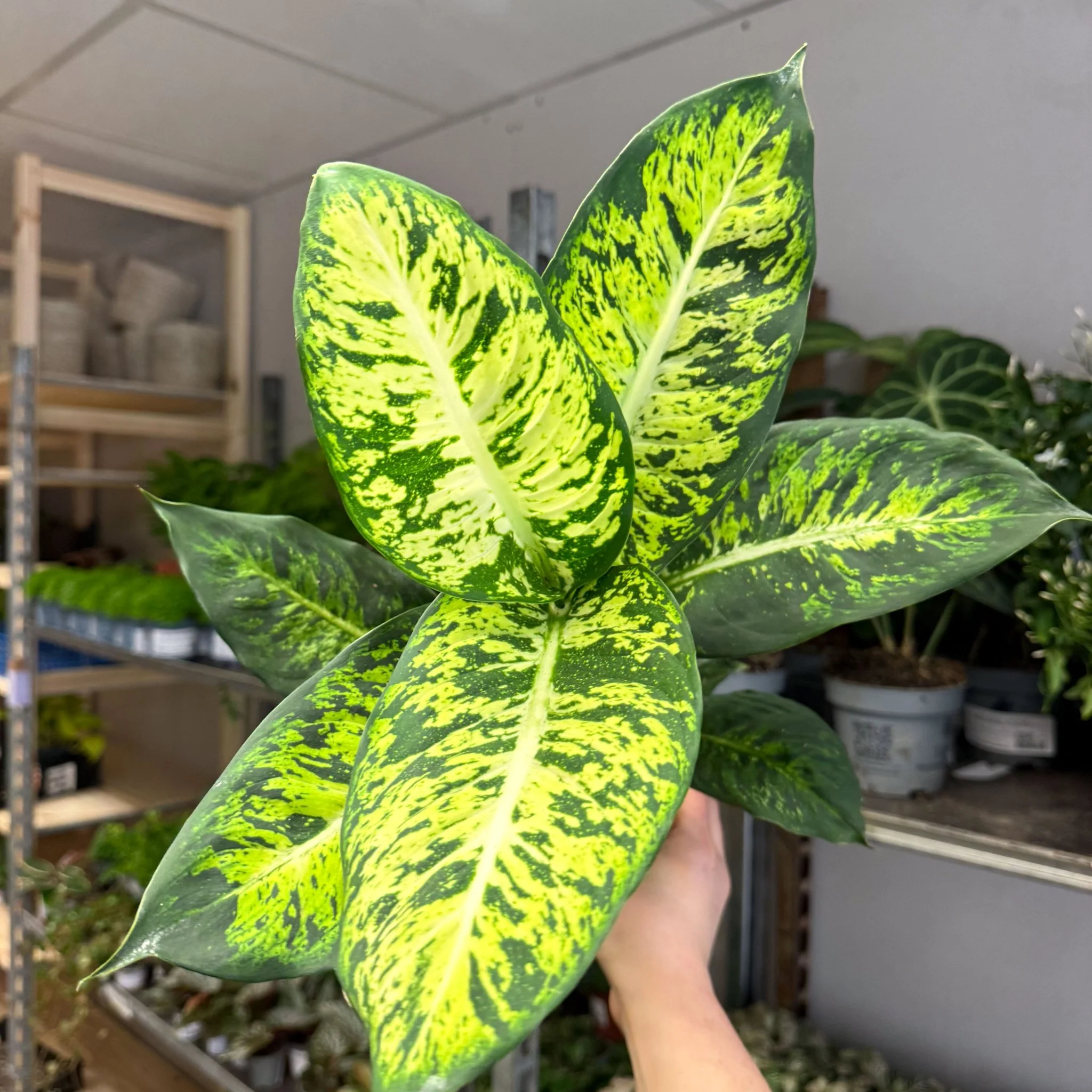 Dieffenbachia seguine ‘Sublime’ – Leopard Lily - Image 2