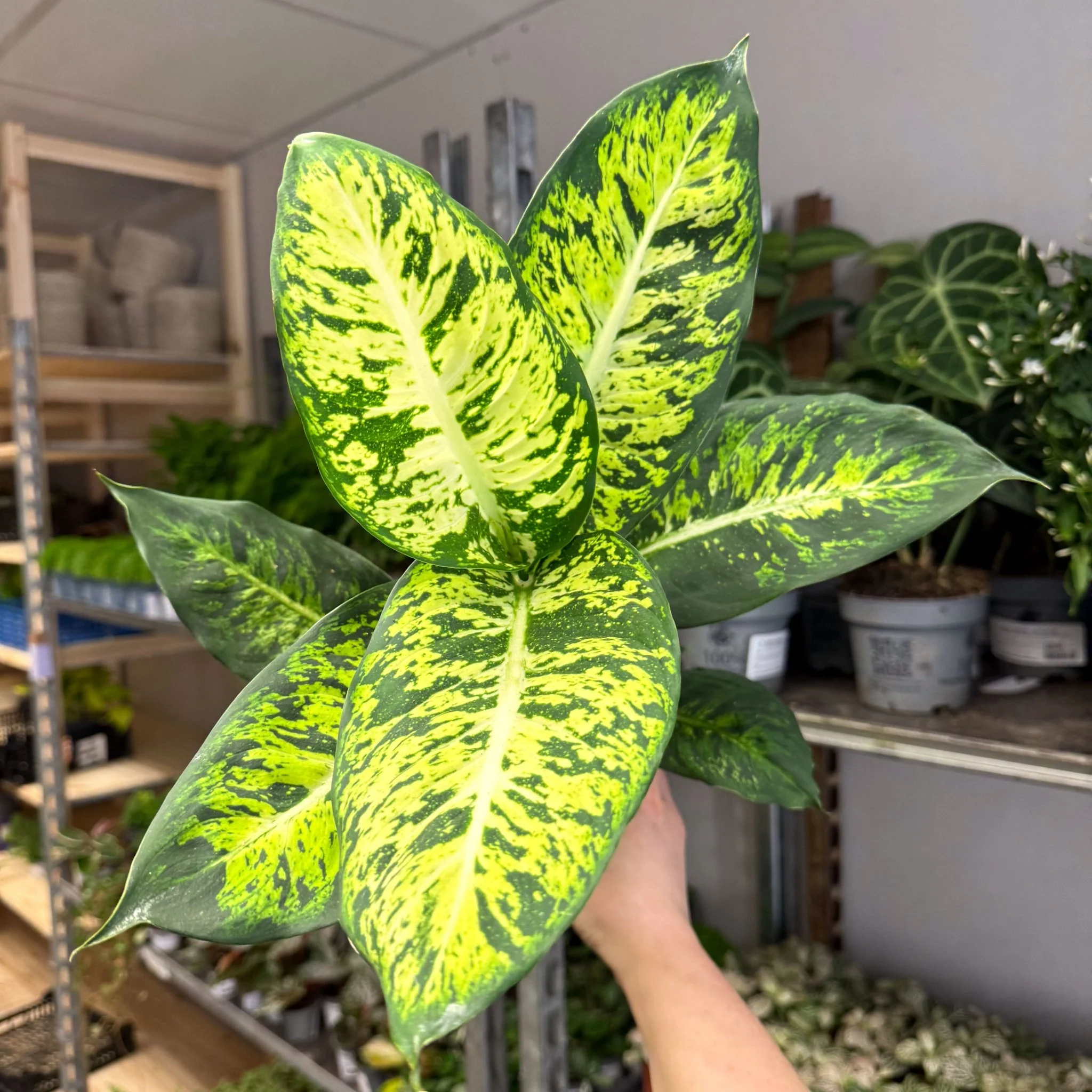 Dieffenbachia seguine ‘Sublime’ – Leopard Lily - Image 6