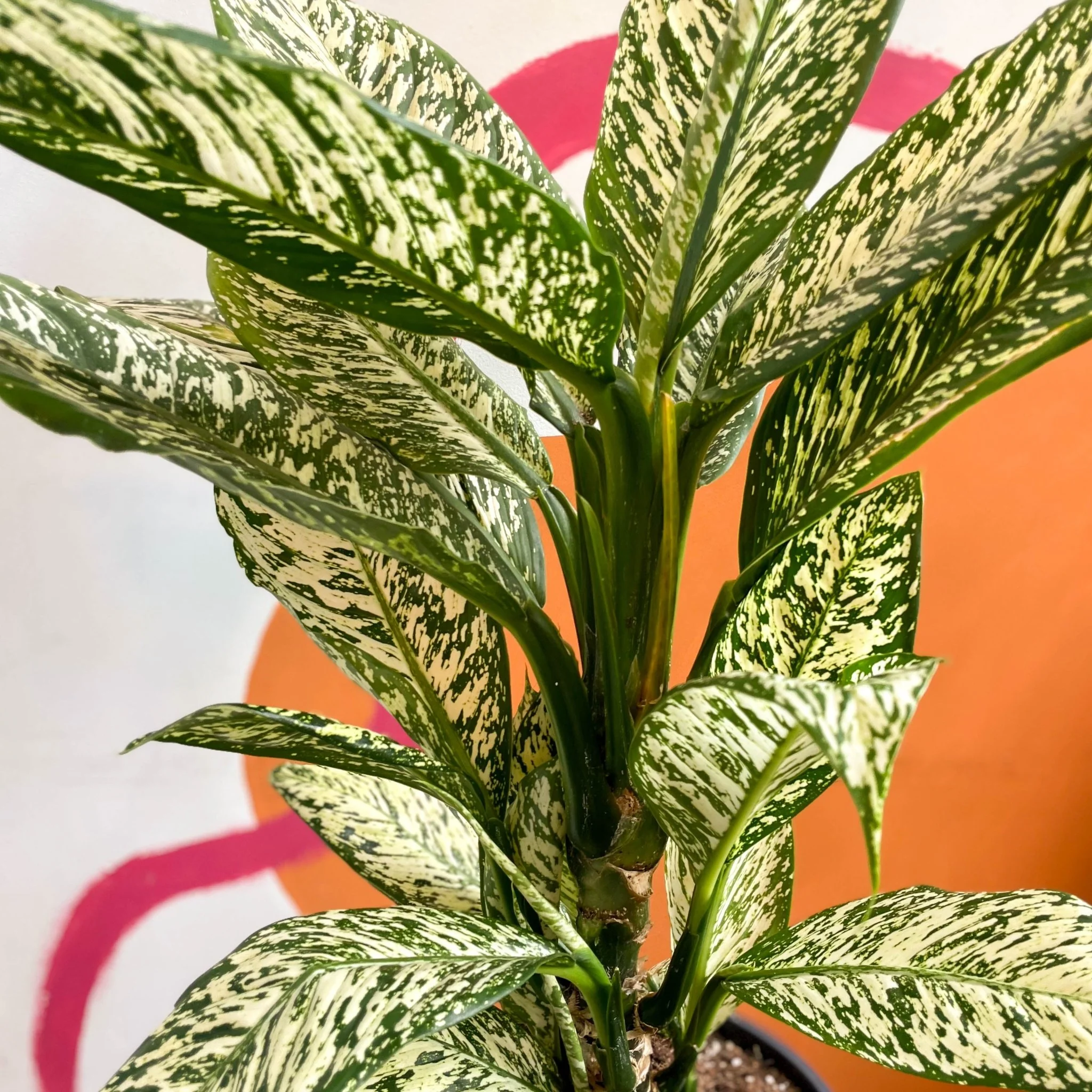 Dieffenbachia 'White Etna' - Leopard Lily - Image 2