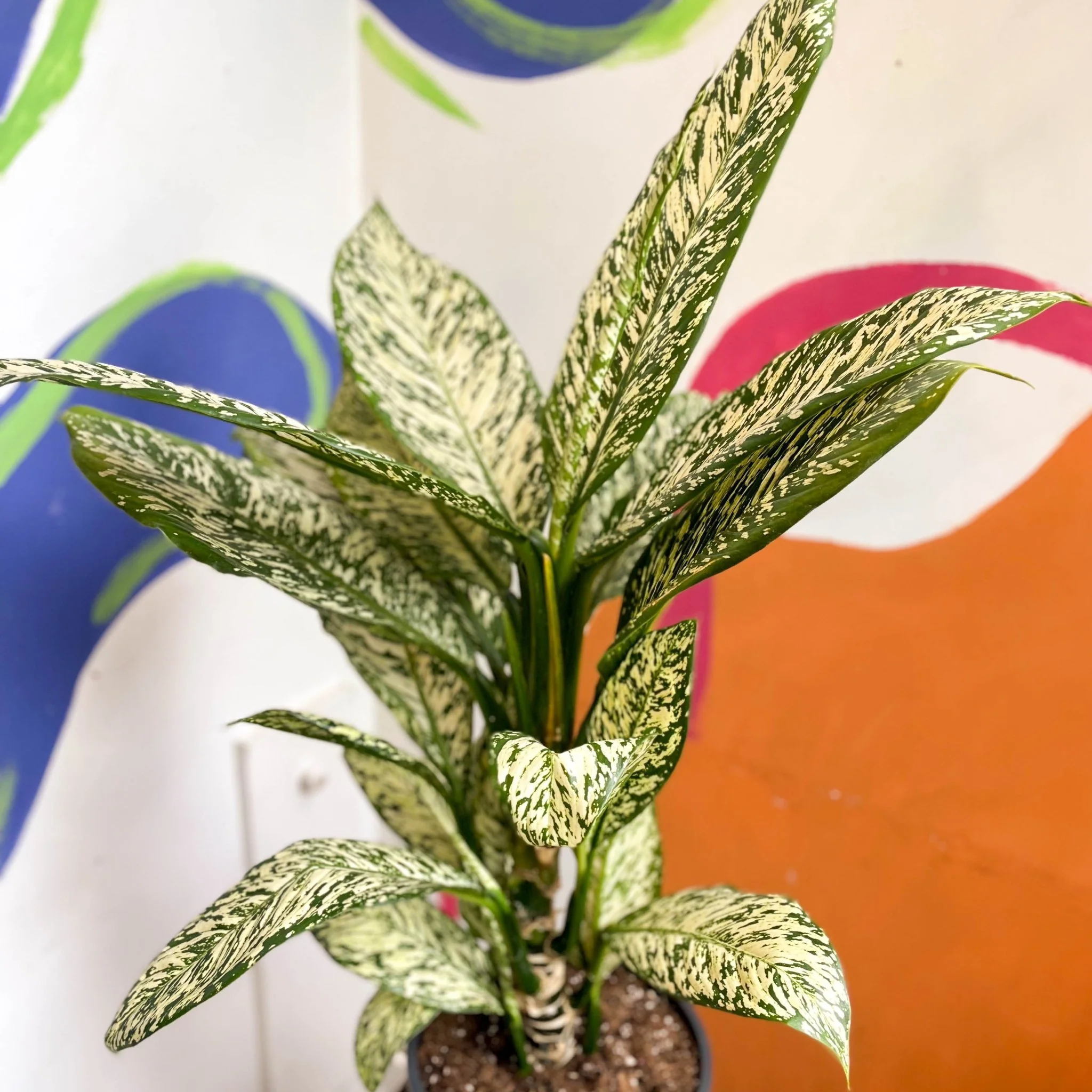 Dieffenbachia 'White Etna' - Leopard Lily - Image 3