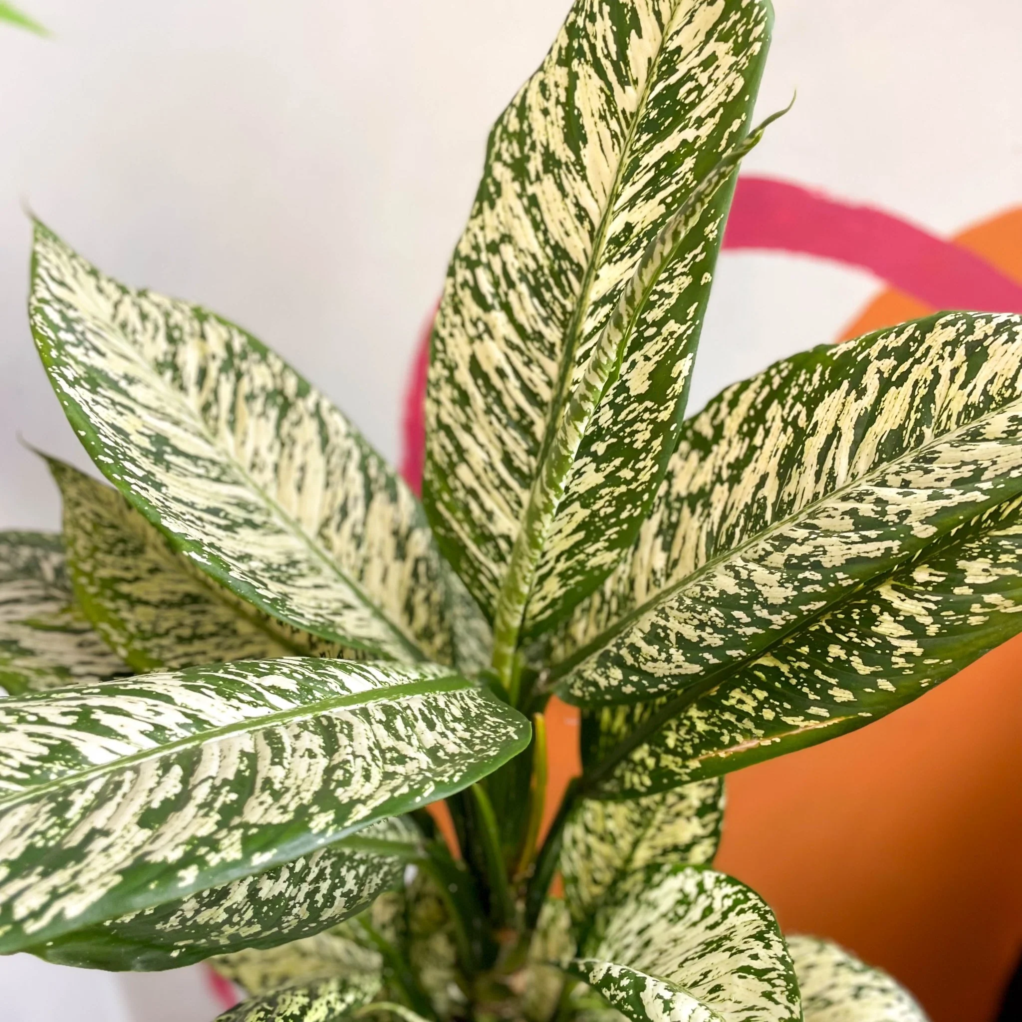 Dieffenbachia 'White Etna' - Leopard Lily - Image 4