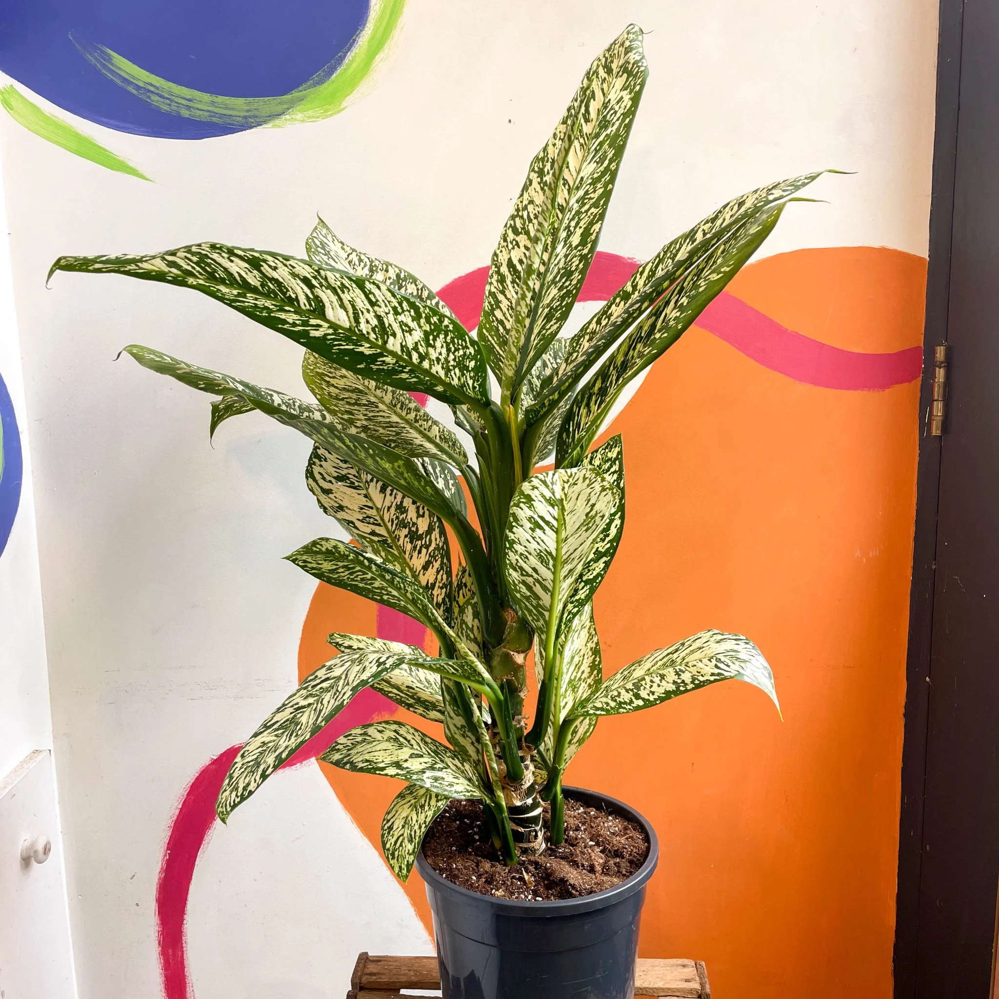 Dieffenbachia 'White Etna' - Leopard Lily - Image 9
