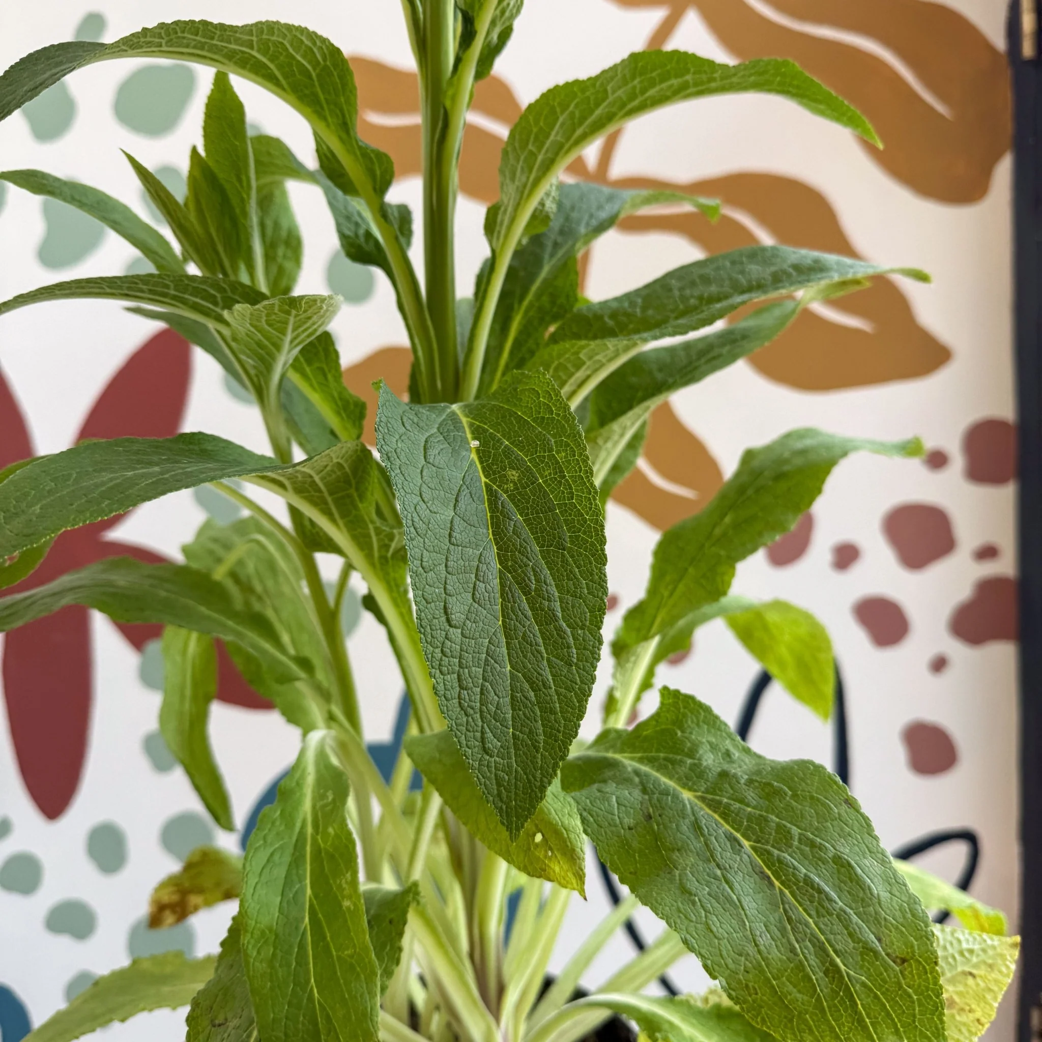 Digitalis purpurea 'Dalmatian Rose' - Foxgloves [British Grown Herbaceous Perennial] - Image 15