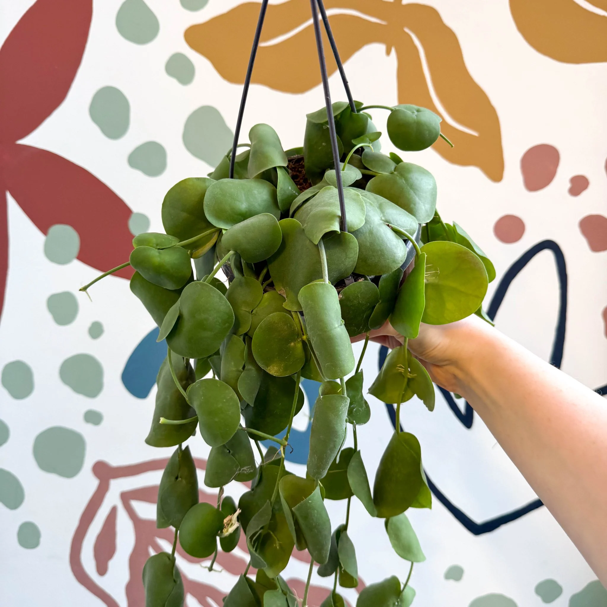 Dischidia platyphylla - Paddle-leaf Vine