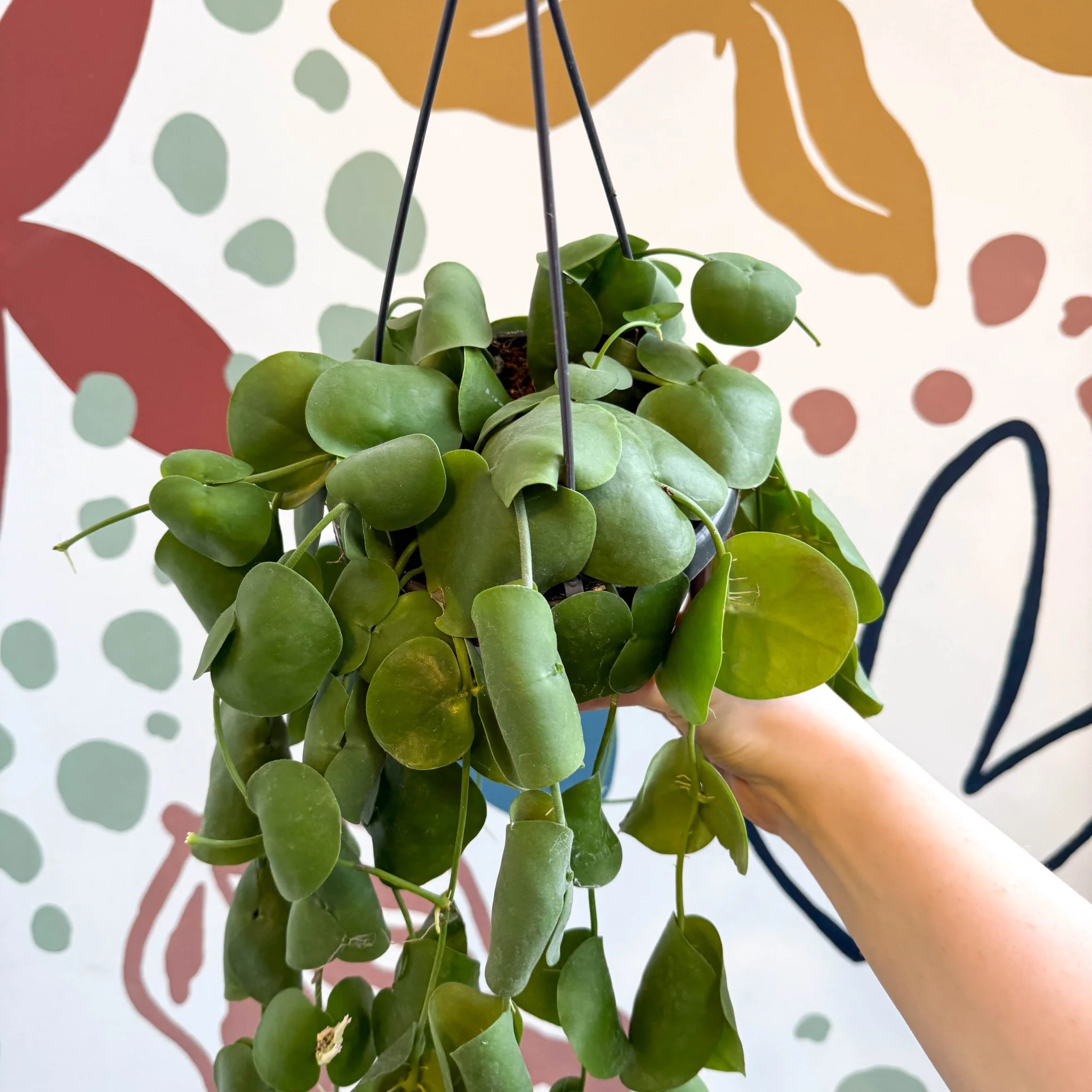 Dischidia platyphylla - Paddle-leaf Vine - Image 10