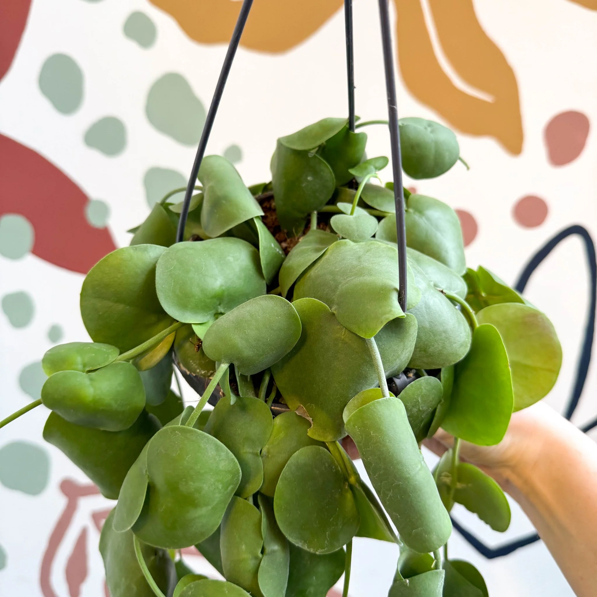 Dischidia platyphylla - Paddle-leaf Vine - Image 11