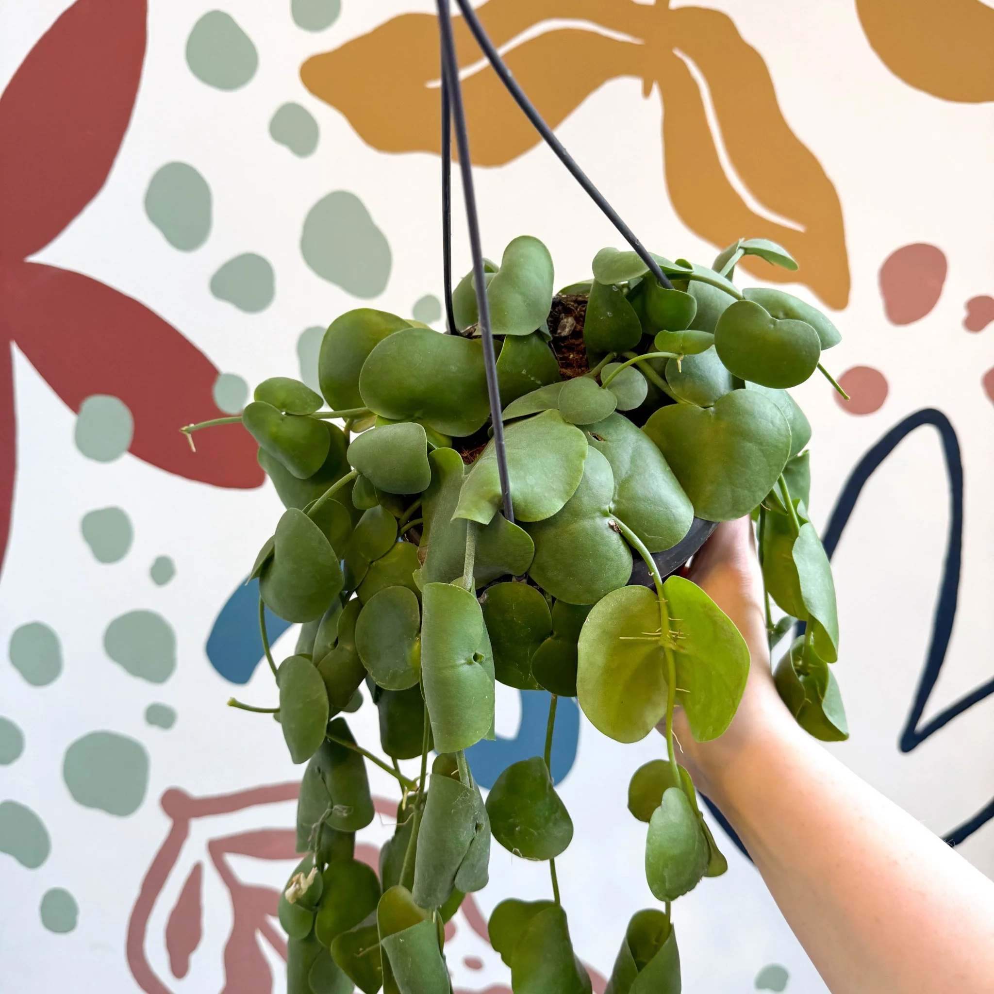Dischidia platyphylla - Paddle-leaf Vine - Image 12