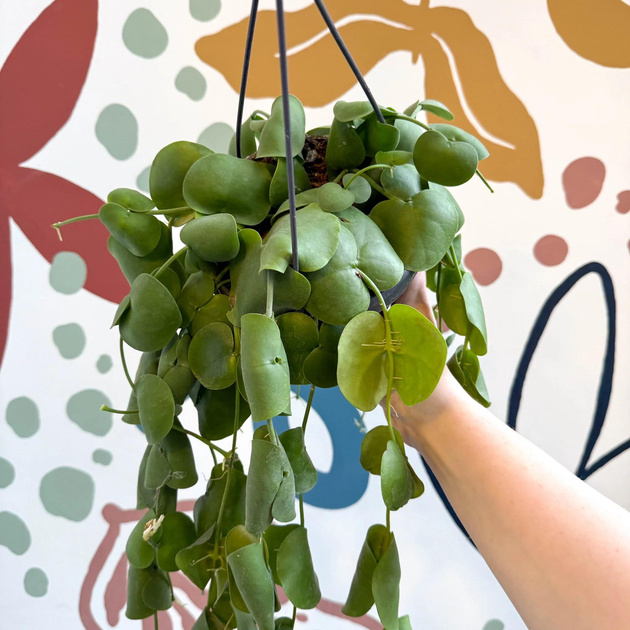 Dischidia platyphylla - Paddle-leaf Vine - Image 13
