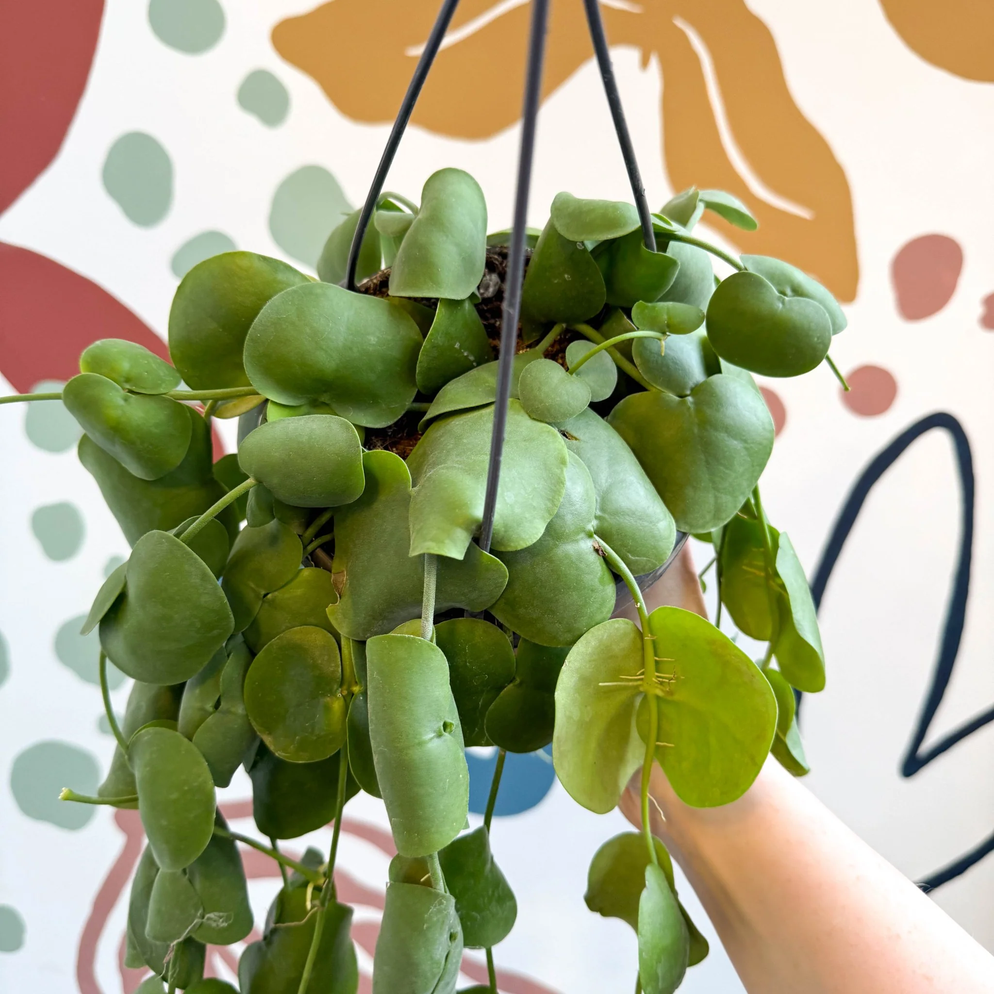 Dischidia platyphylla - Paddle-leaf Vine - Image 14