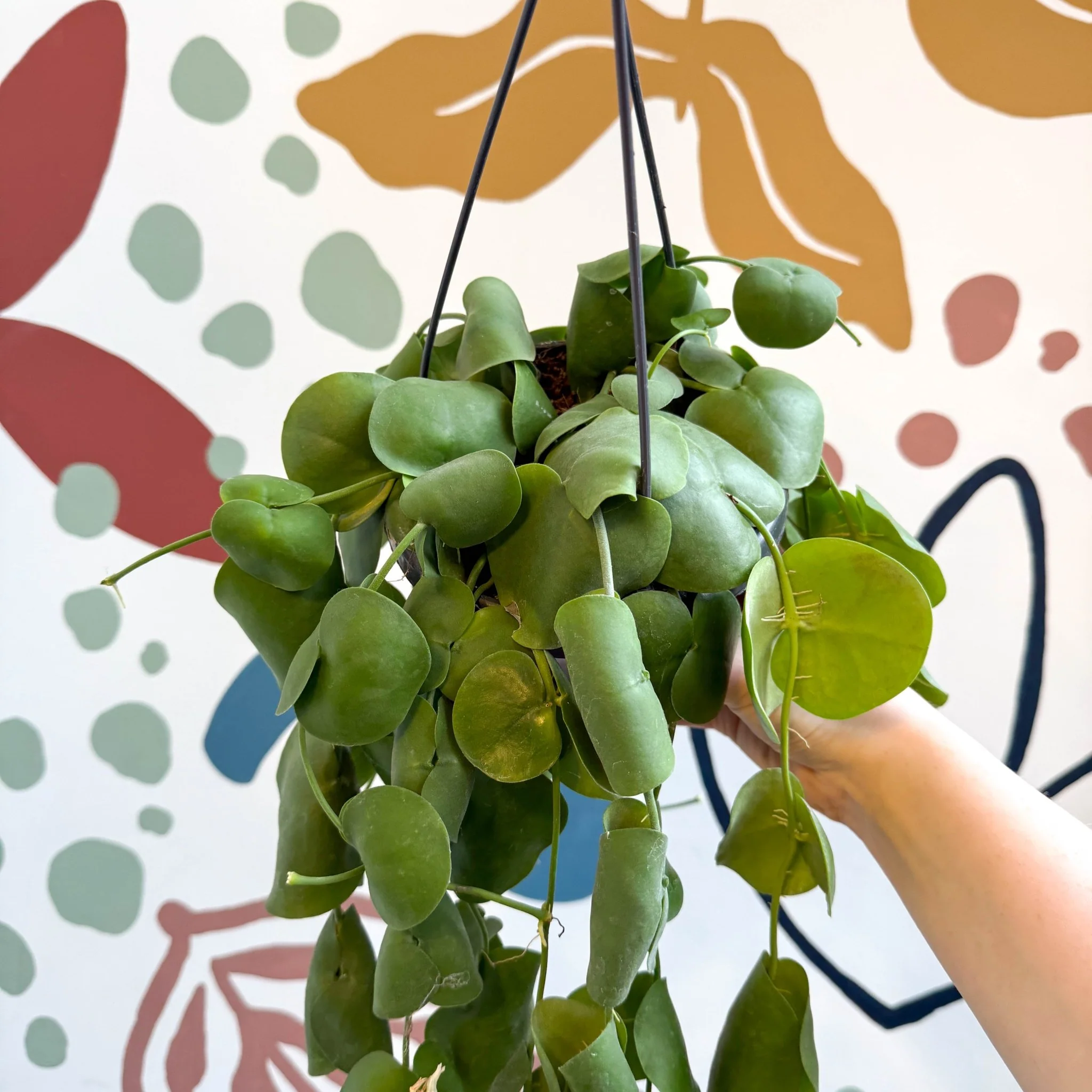 Dischidia platyphylla - Paddle-leaf Vine - Image 15