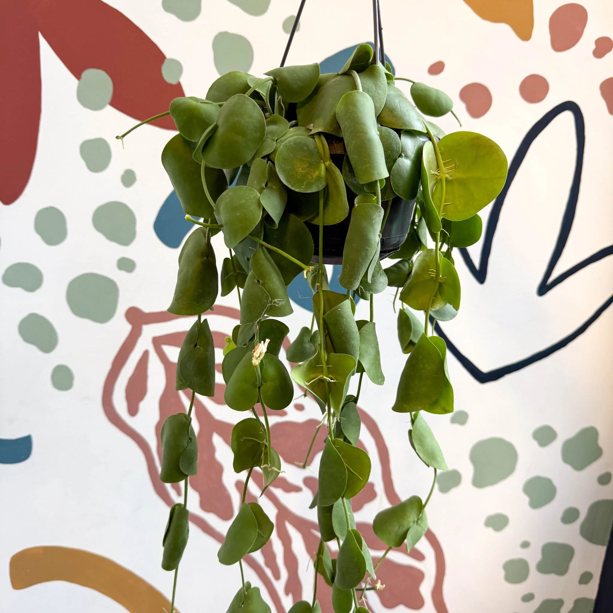 Dischidia platyphylla - Paddle-leaf Vine - Image 2