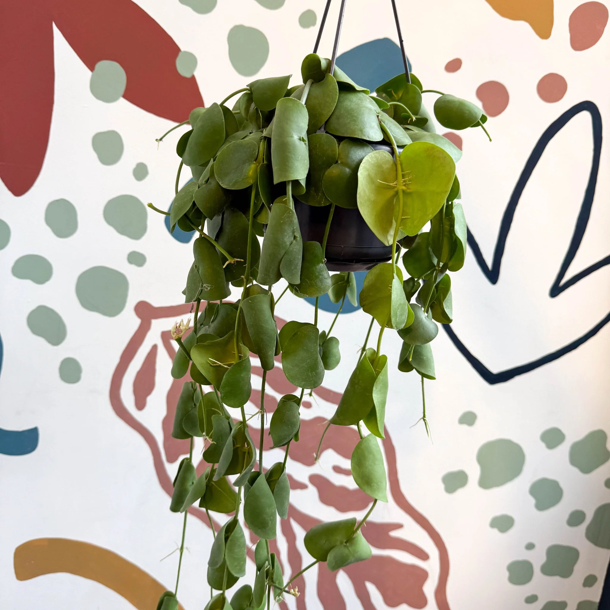 Dischidia platyphylla - Paddle-leaf Vine - Image 3