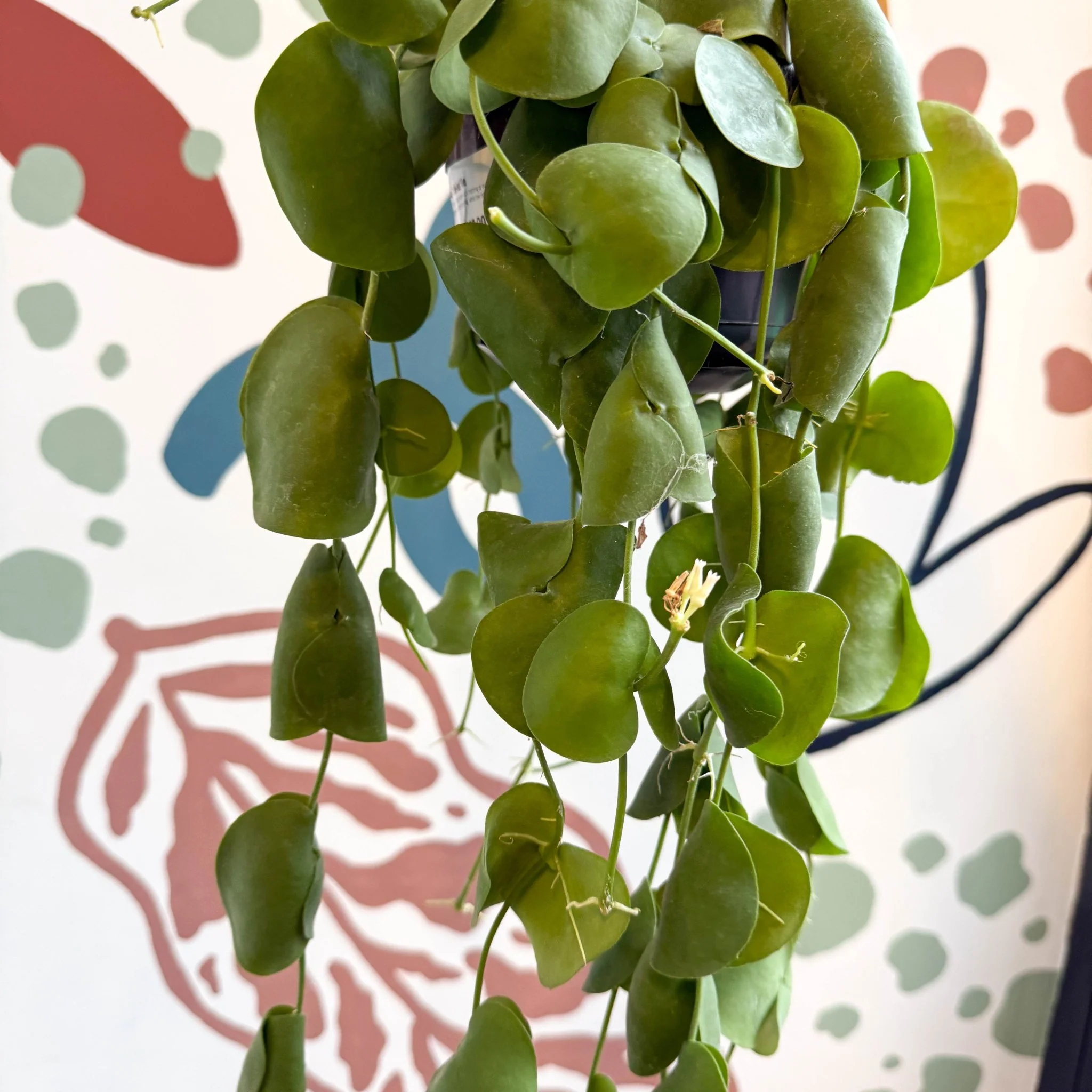 Dischidia platyphylla - Paddle-leaf Vine - Image 4