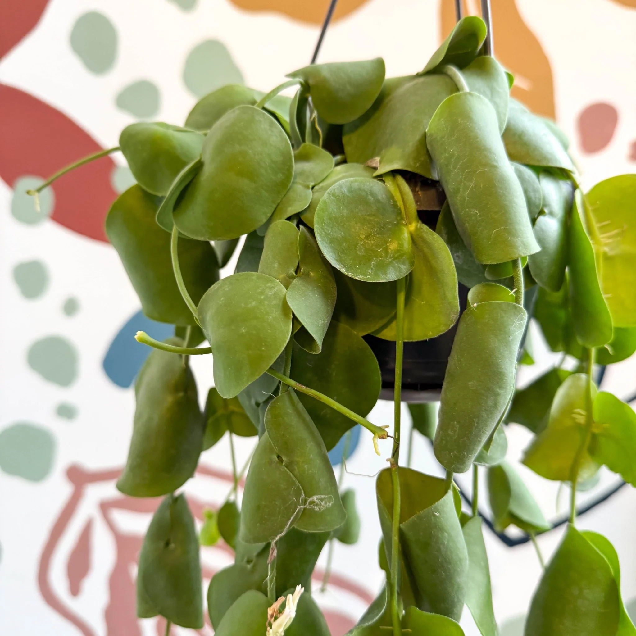 Dischidia platyphylla - Paddle-leaf Vine - Image 5