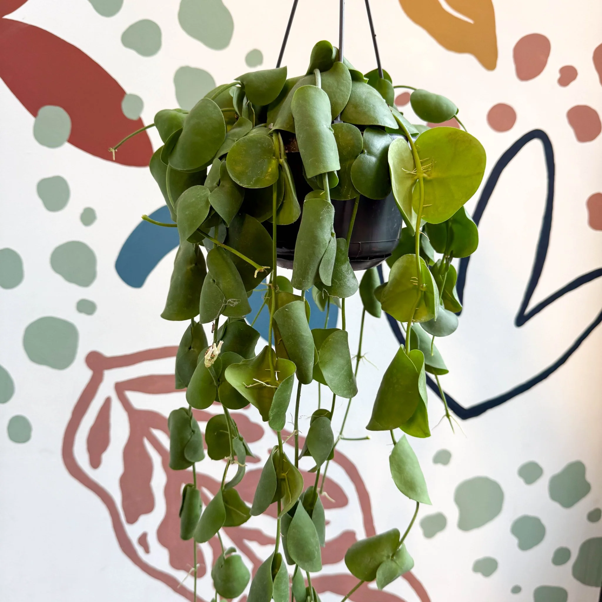 Dischidia platyphylla - Paddle-leaf Vine - Image 6