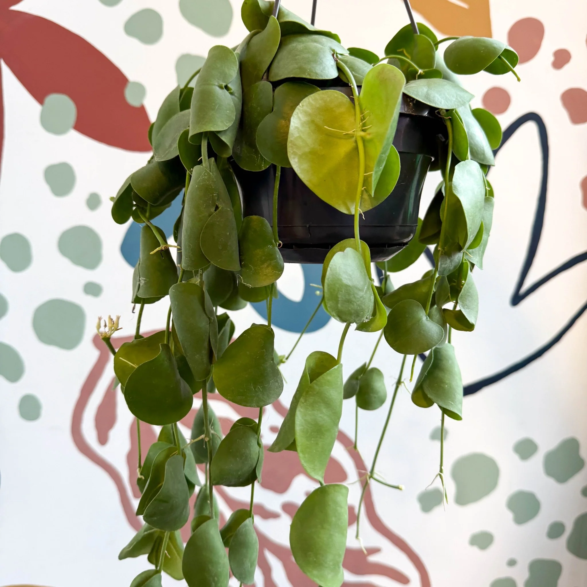 Dischidia platyphylla - Paddle-leaf Vine - Image 7