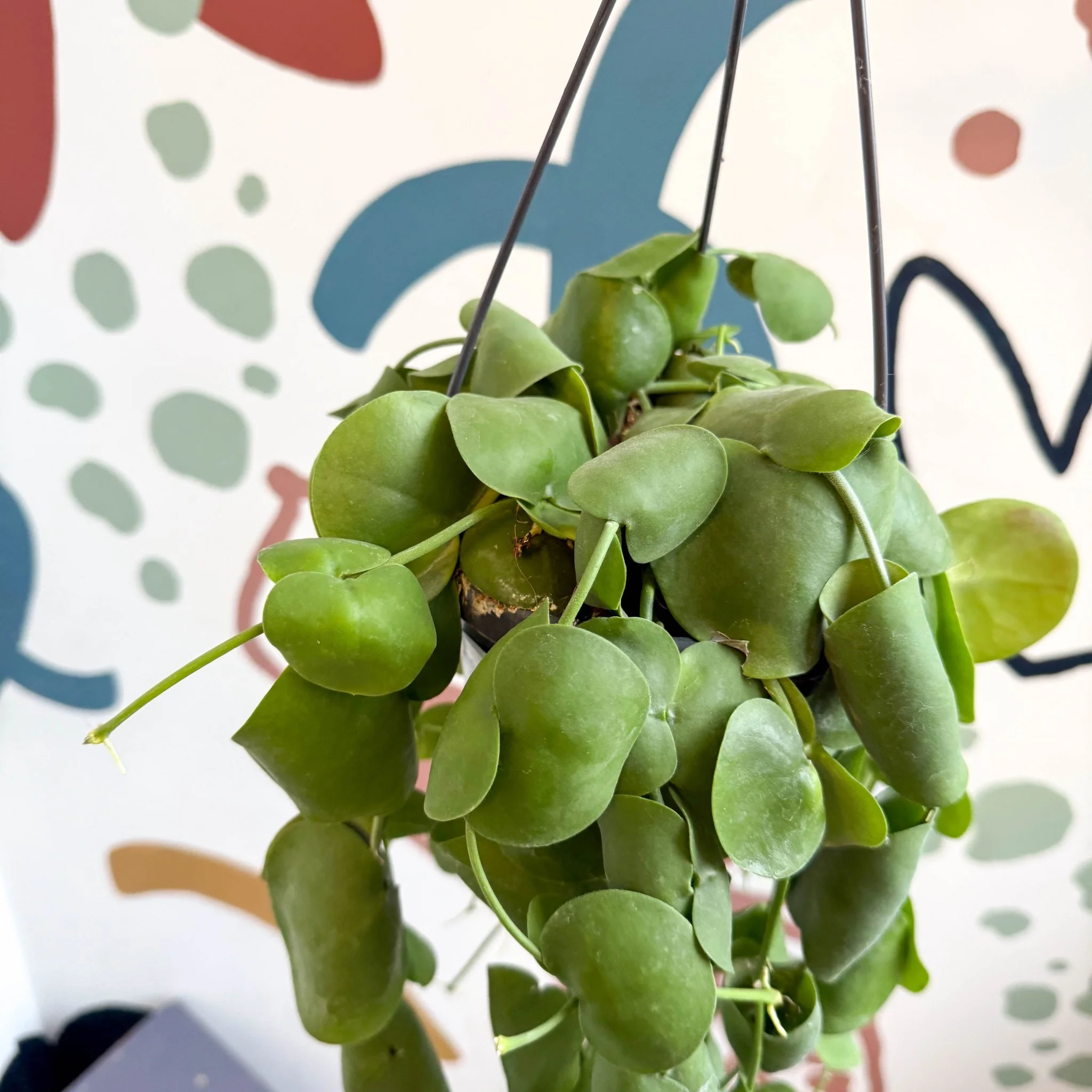 Dischidia platyphylla - Paddle-leaf Vine - Image 8