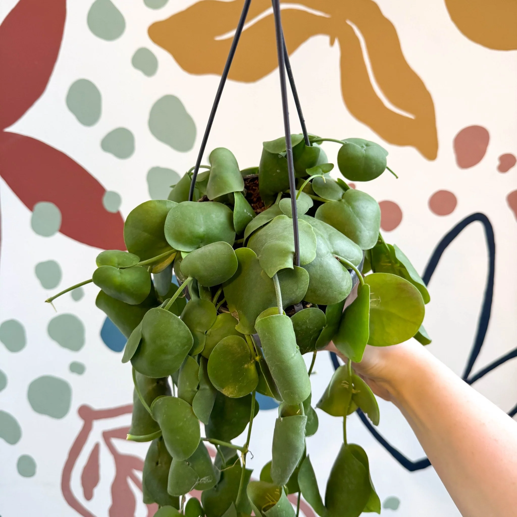 Dischidia platyphylla - Paddle-leaf Vine - Image 9
