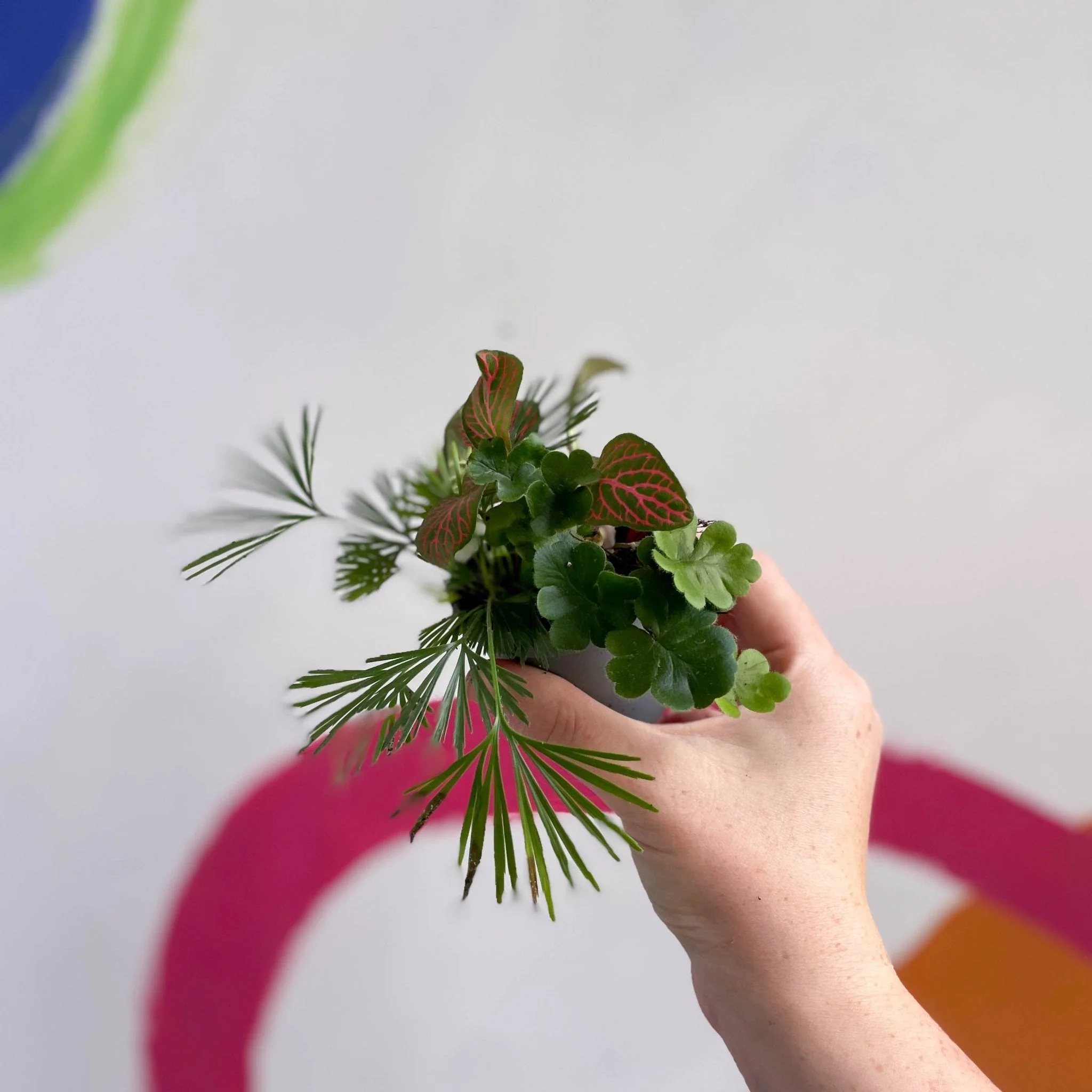 Build Your Own Terrarium Kit – Glass Bottle - Image 6