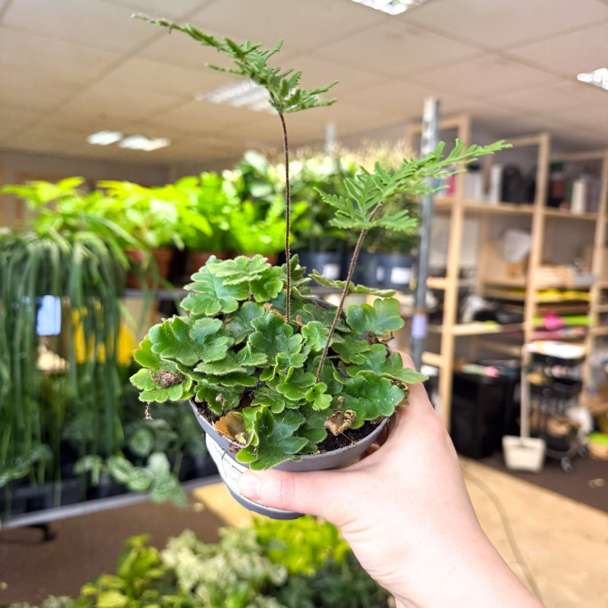 Doryopteris pilosa ‘Gemmifera’ - Antenna Fern - Image 3