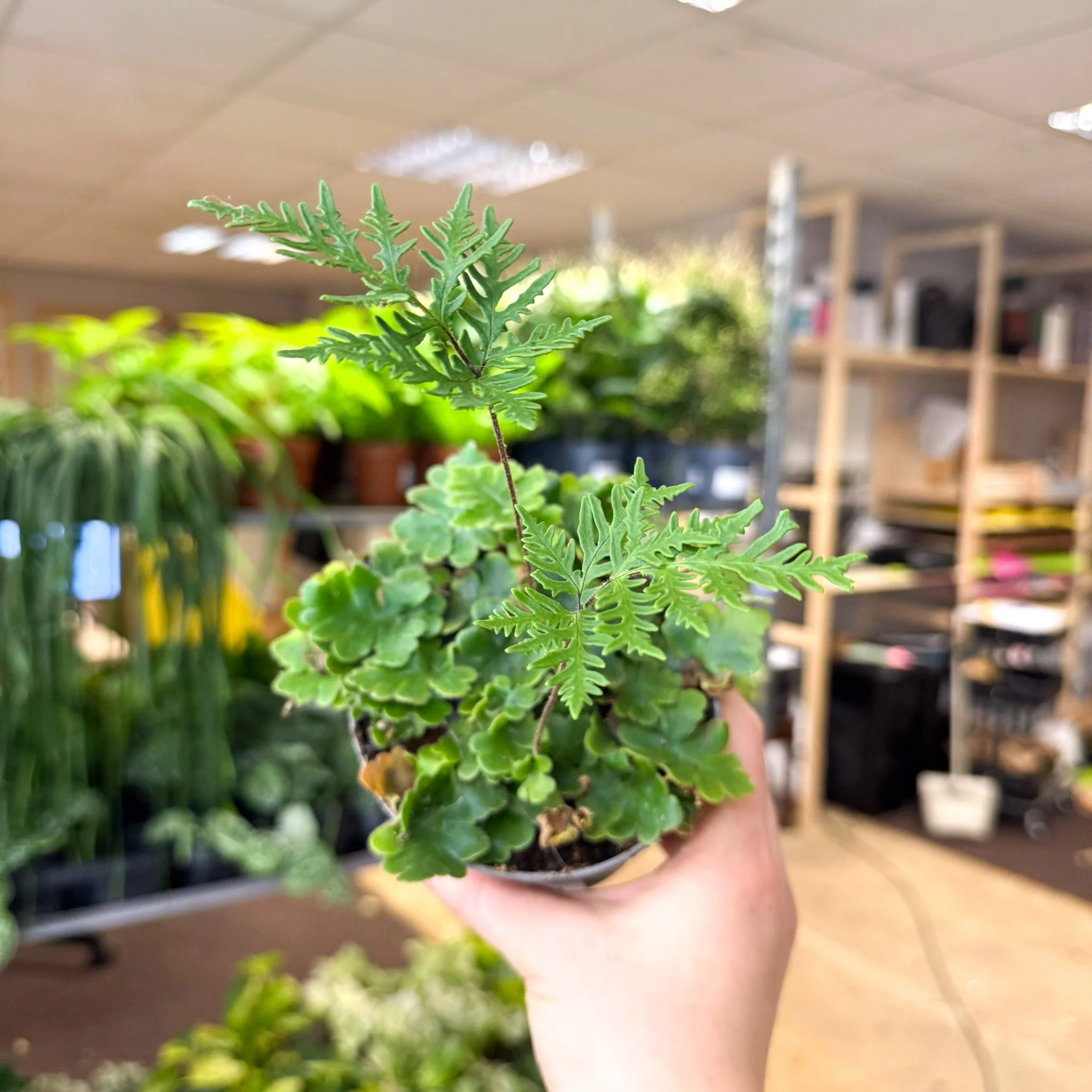 Doryopteris pilosa ‘Gemmifera’ - Antenna Fern - Image 7