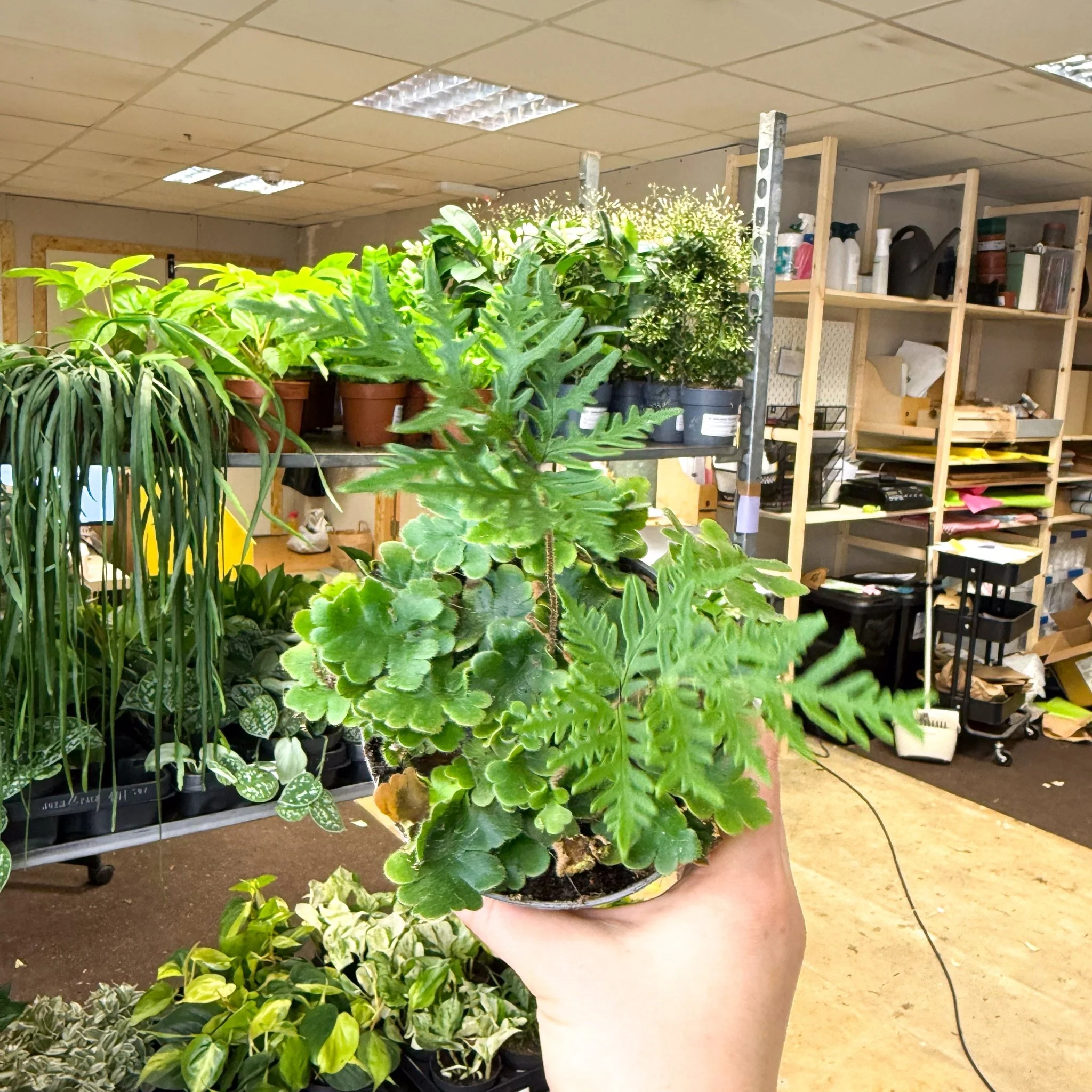 Doryopteris pilosa ‘Gemmifera’ - Antenna Fern - Image 8