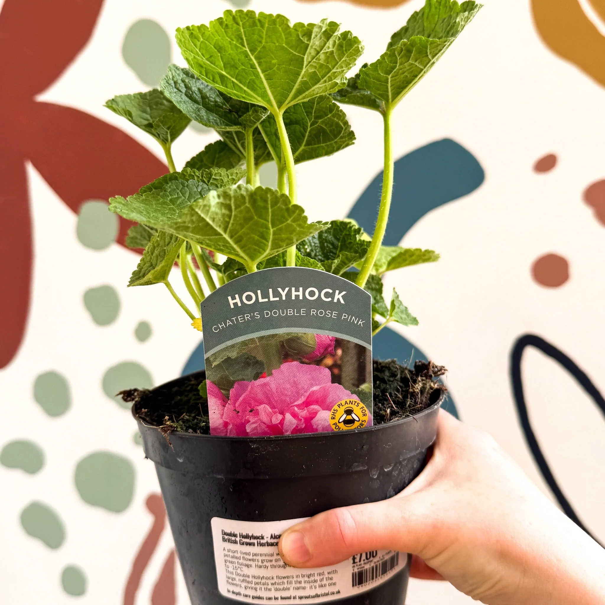 Double Hollyhock - Alcea rosea 'Chater's Double Rose Pink' - British Grown Herbaceous Perennial - Image 9