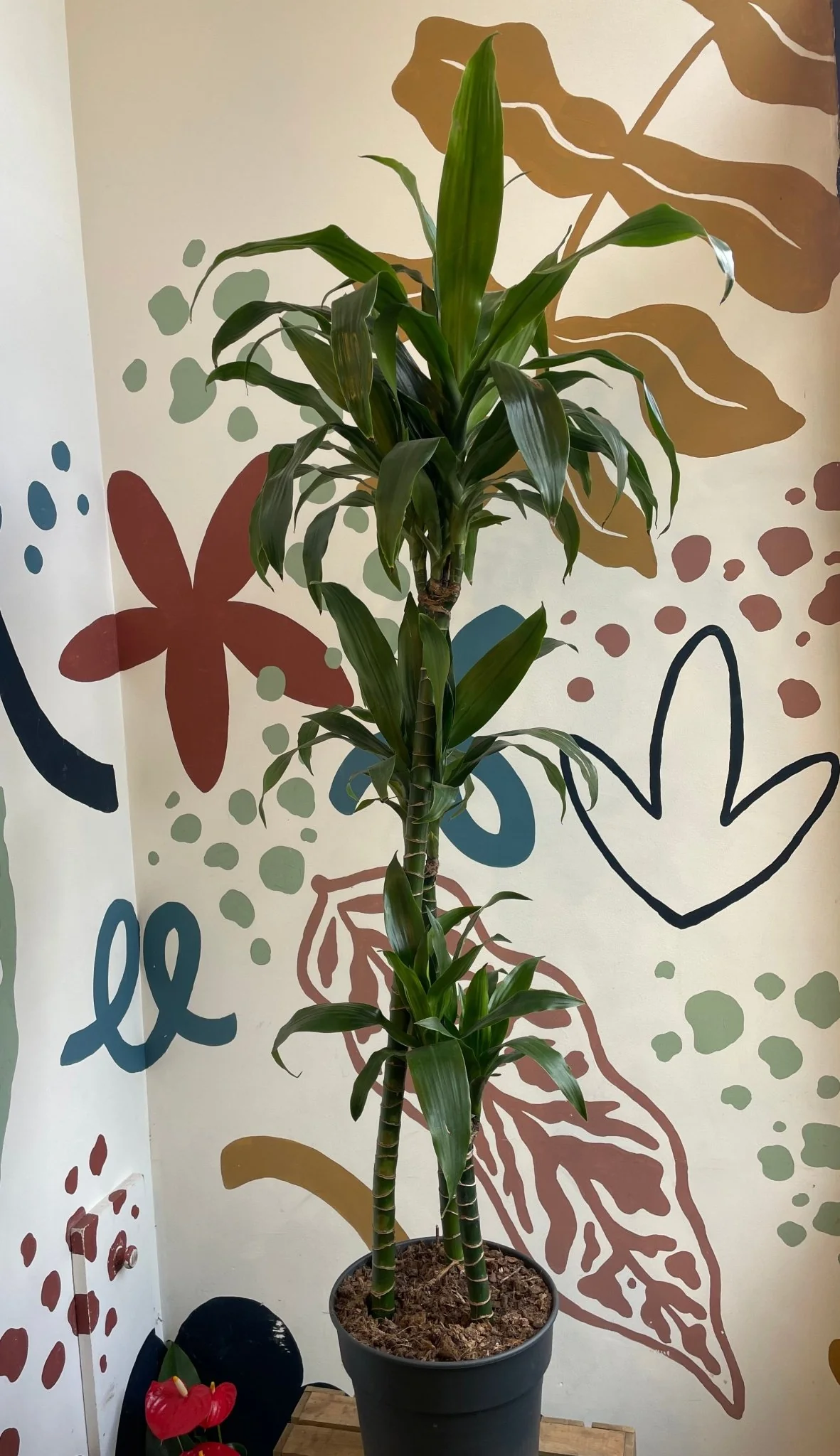 Dracaena fragrans ‘Janet Craig’ – Corn Plant
