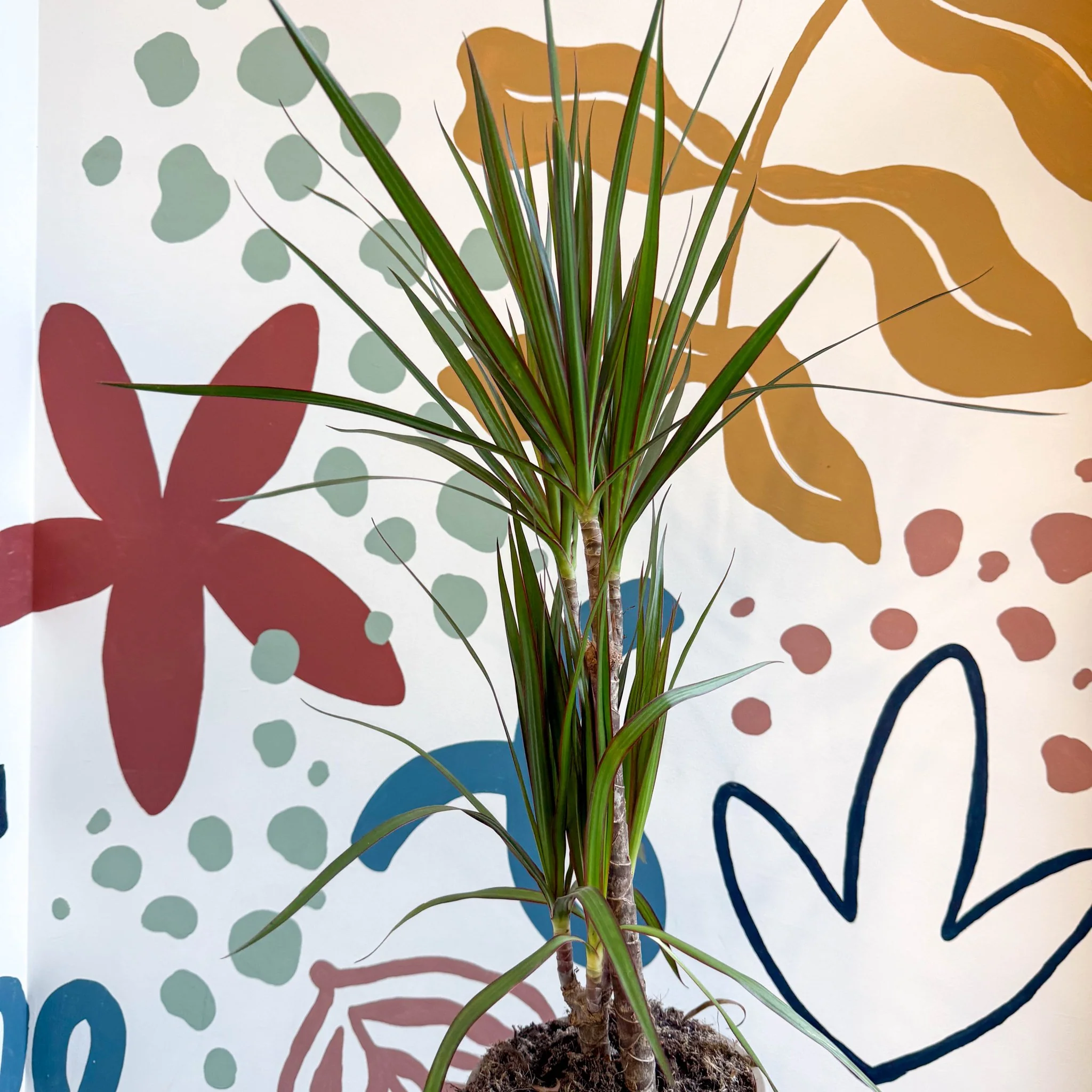 Dracaena marginata 'Red Edge' - Magenta Dragon Tree