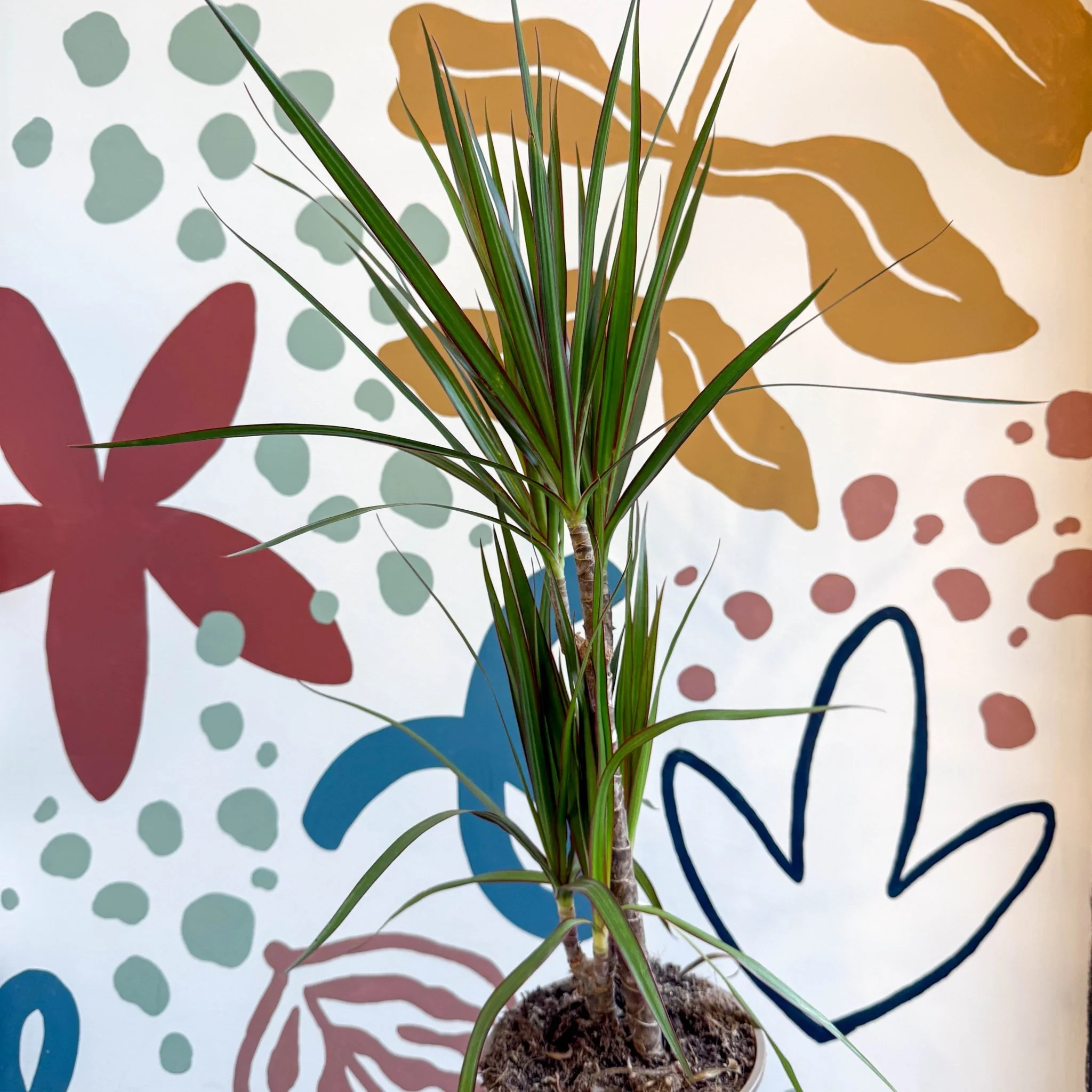 Dracaena marginata 'Red Edge' - Magenta Dragon Tree - Image 4