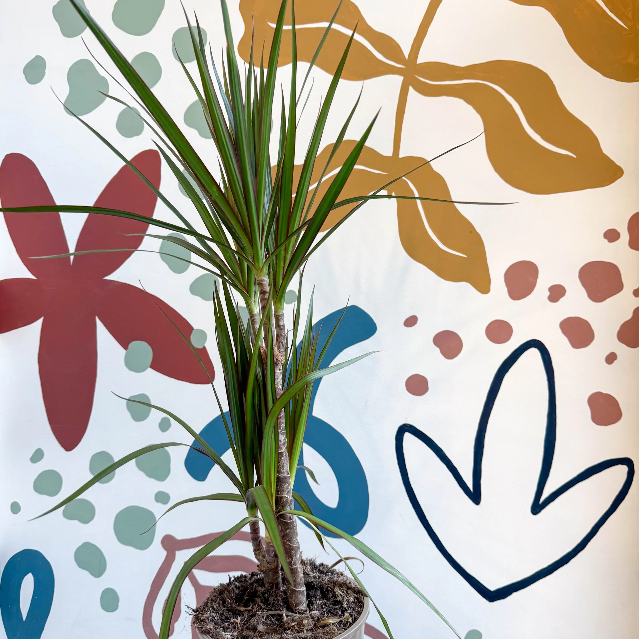 Dracaena marginata 'Red Edge' - Magenta Dragon Tree - Image 5