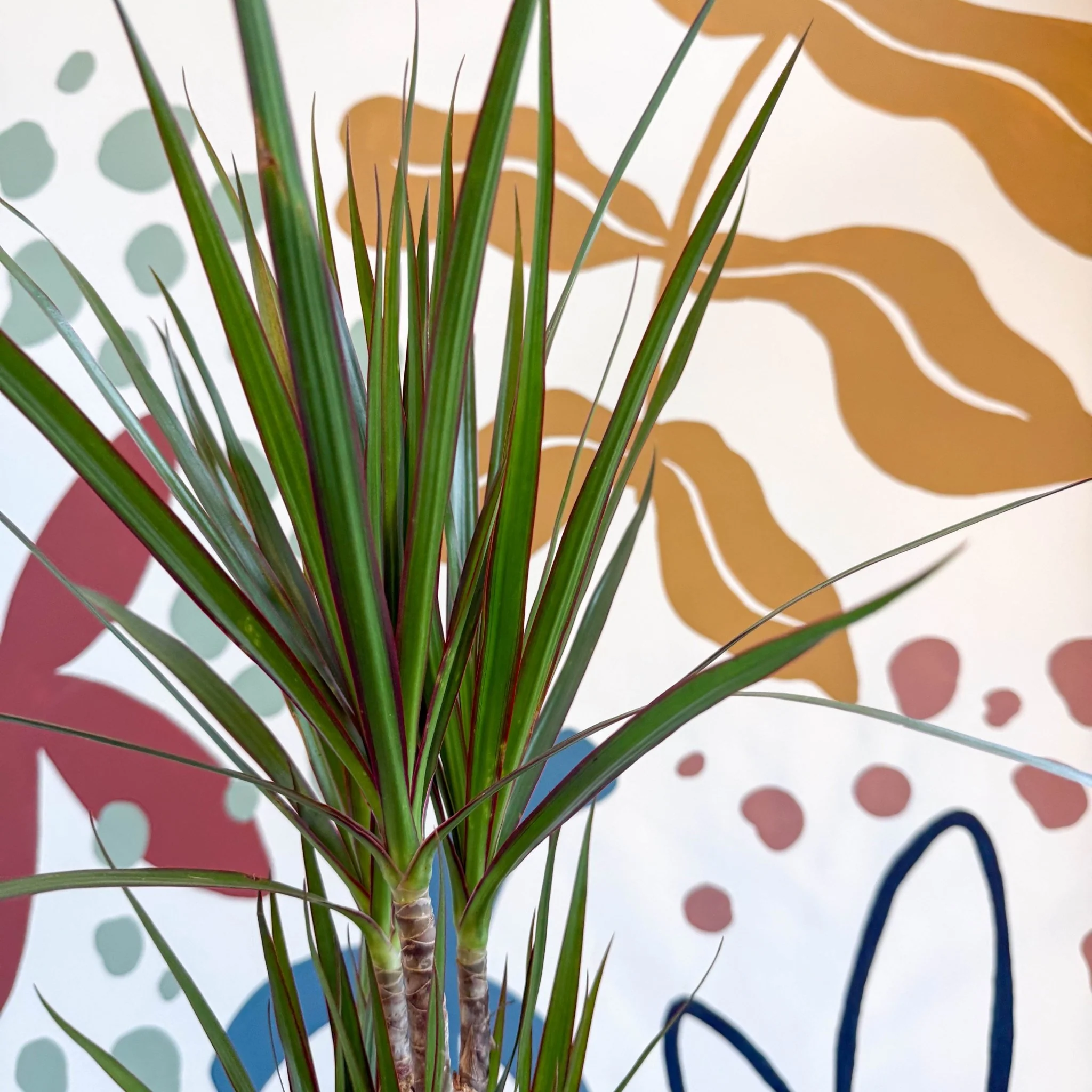 Dracaena marginata 'Red Edge' - Magenta Dragon Tree - Image 6