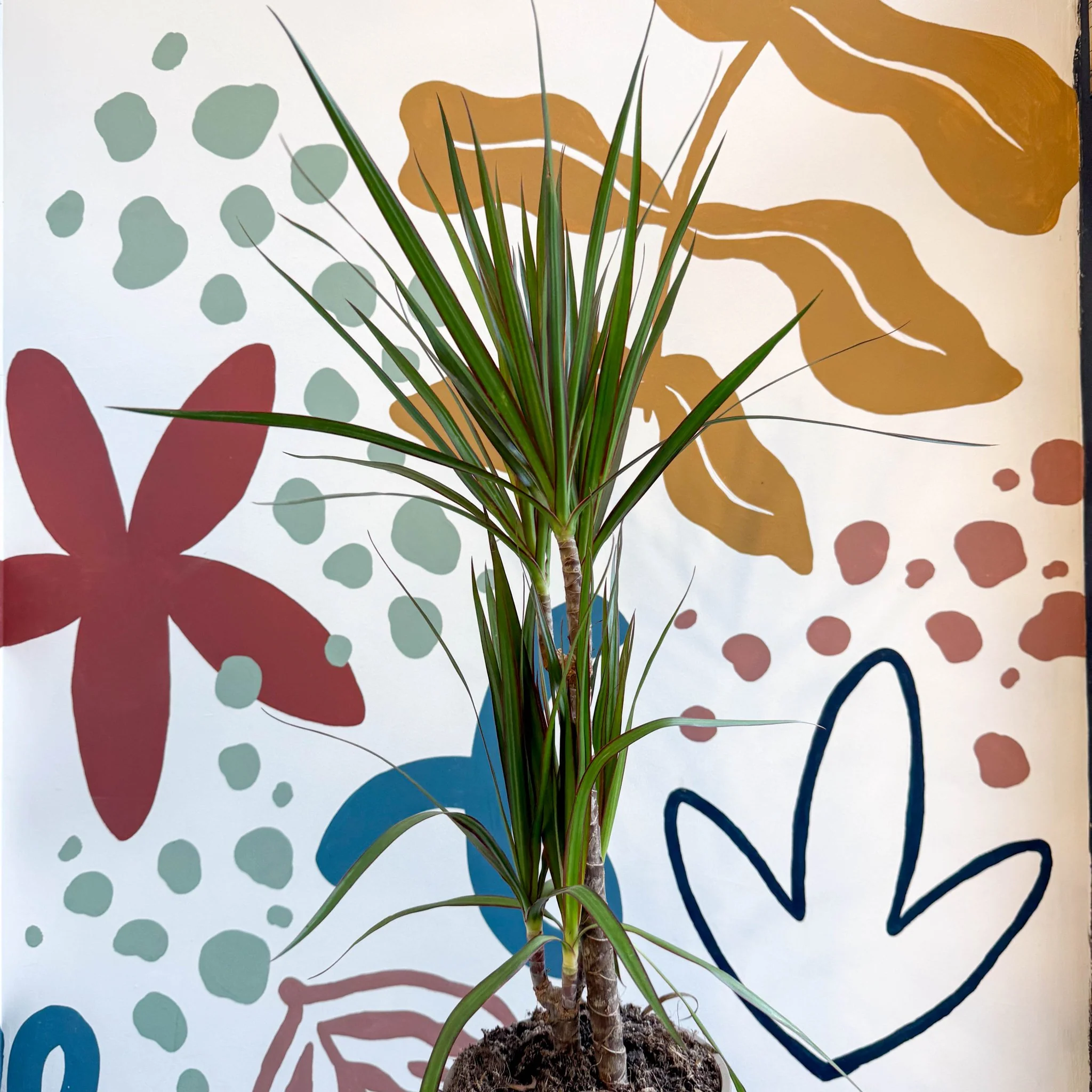 Dracaena marginata 'Red Edge' - Magenta Dragon Tree - Image 7