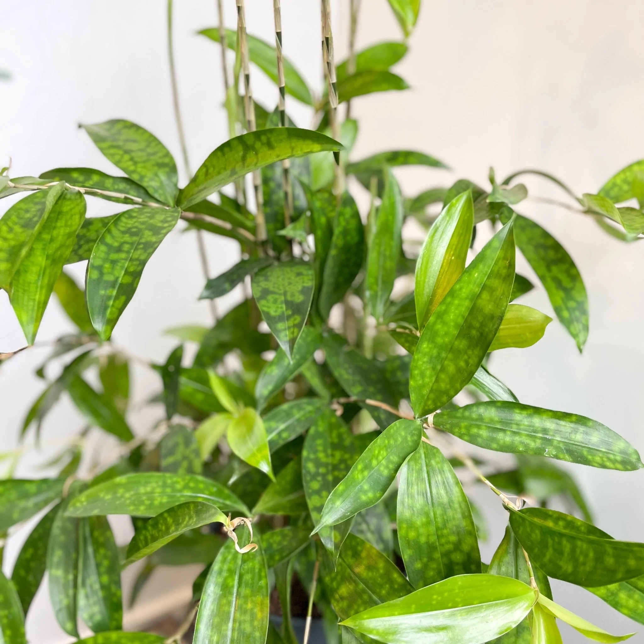 Dracaena surculosa - Gold Dust Plant - Image 14