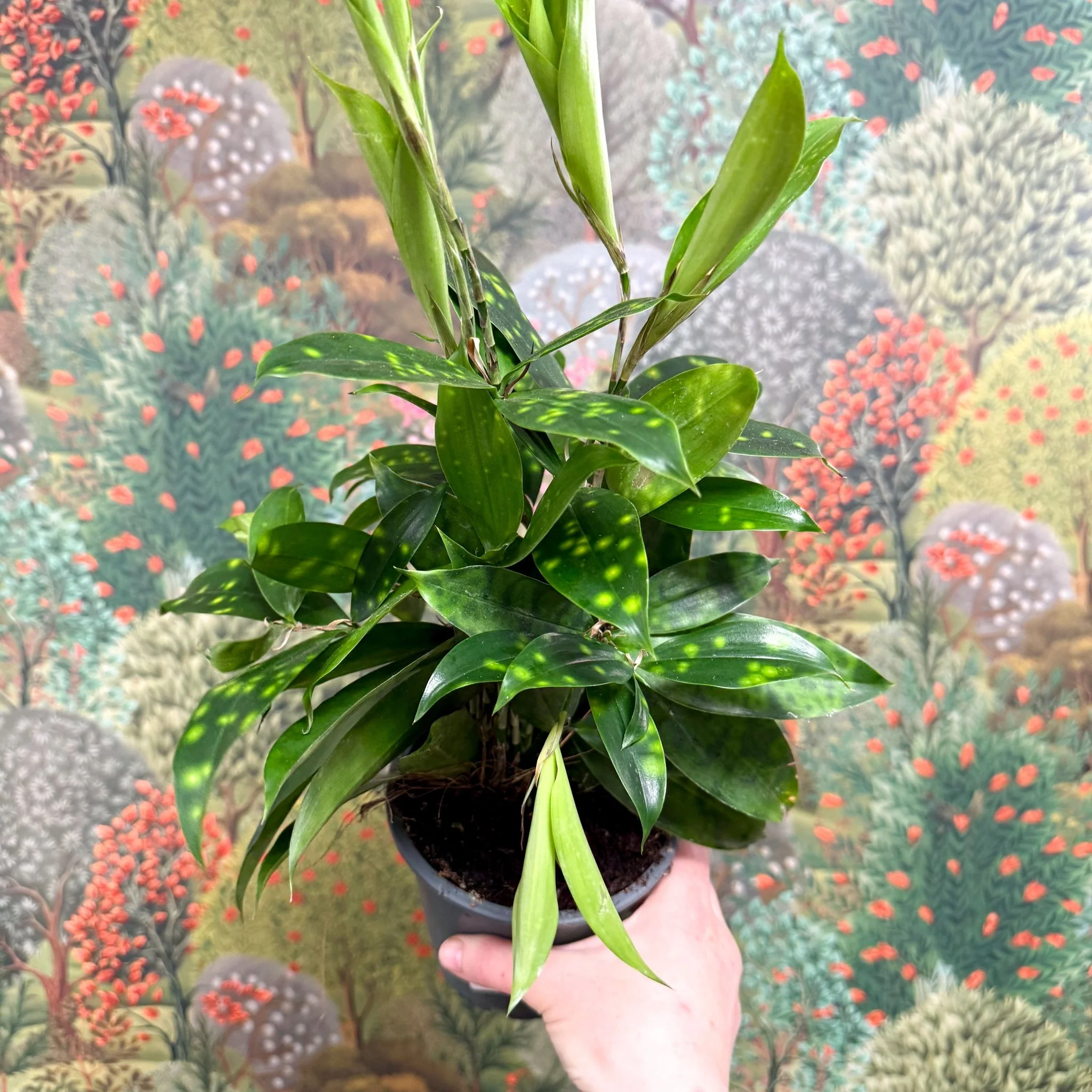 Dracaena surculosa - Gold Dust Plant - Image 21