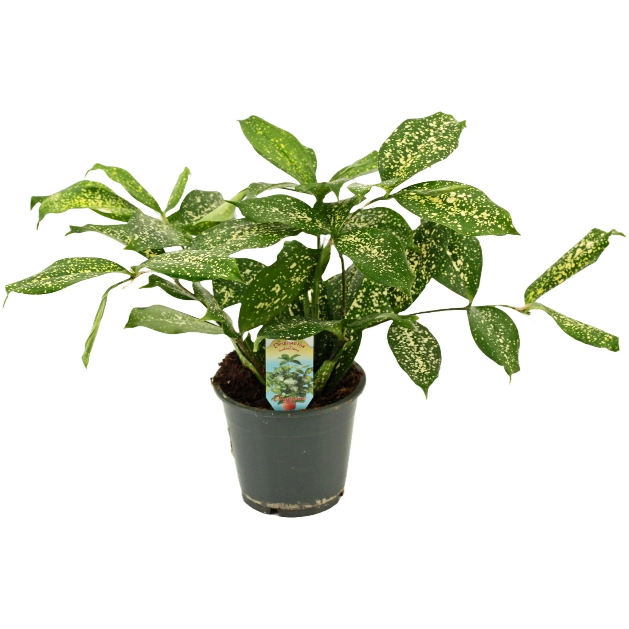 Dracaena surculosa 'Florida Beauty'