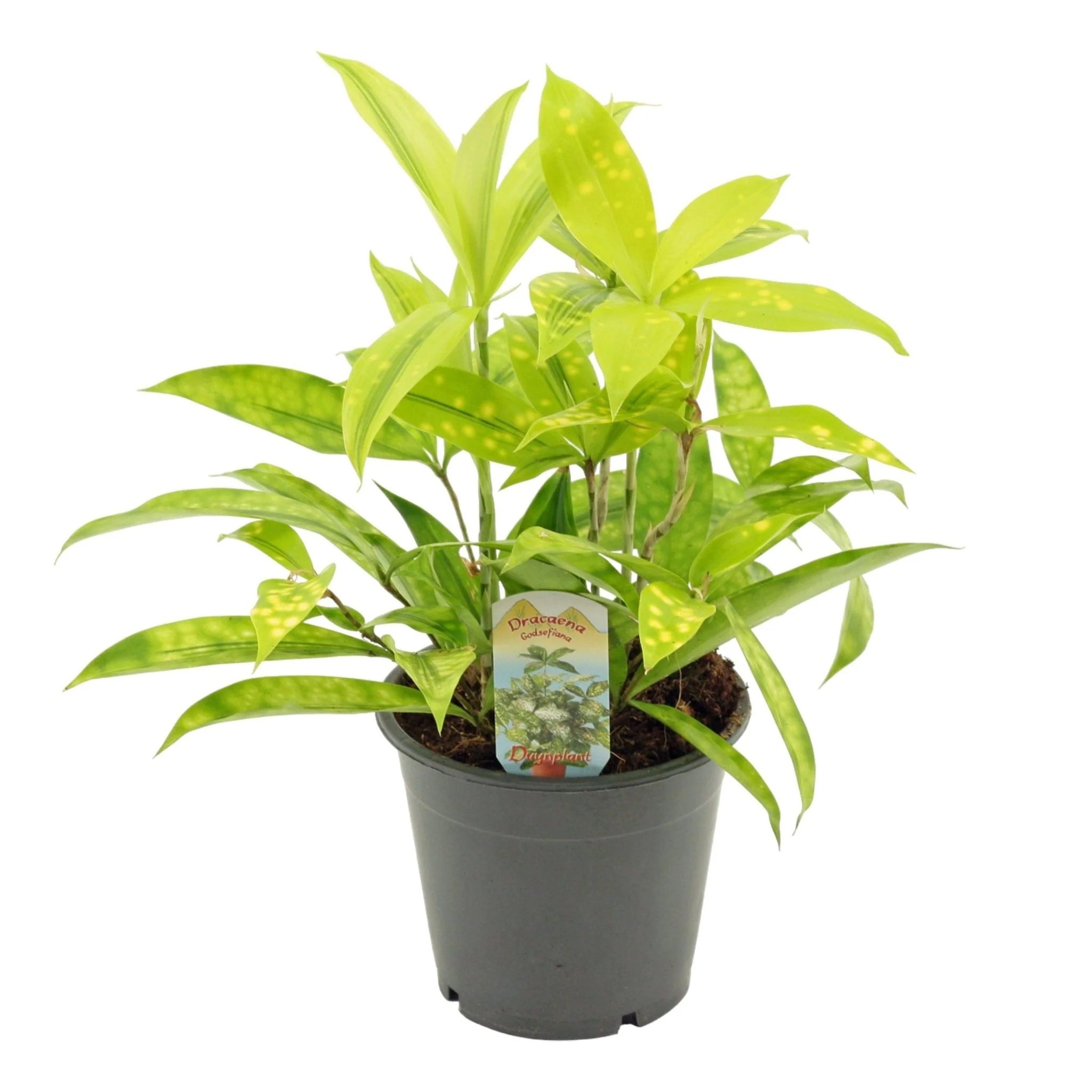 Dracaena surculosa 'Mike'