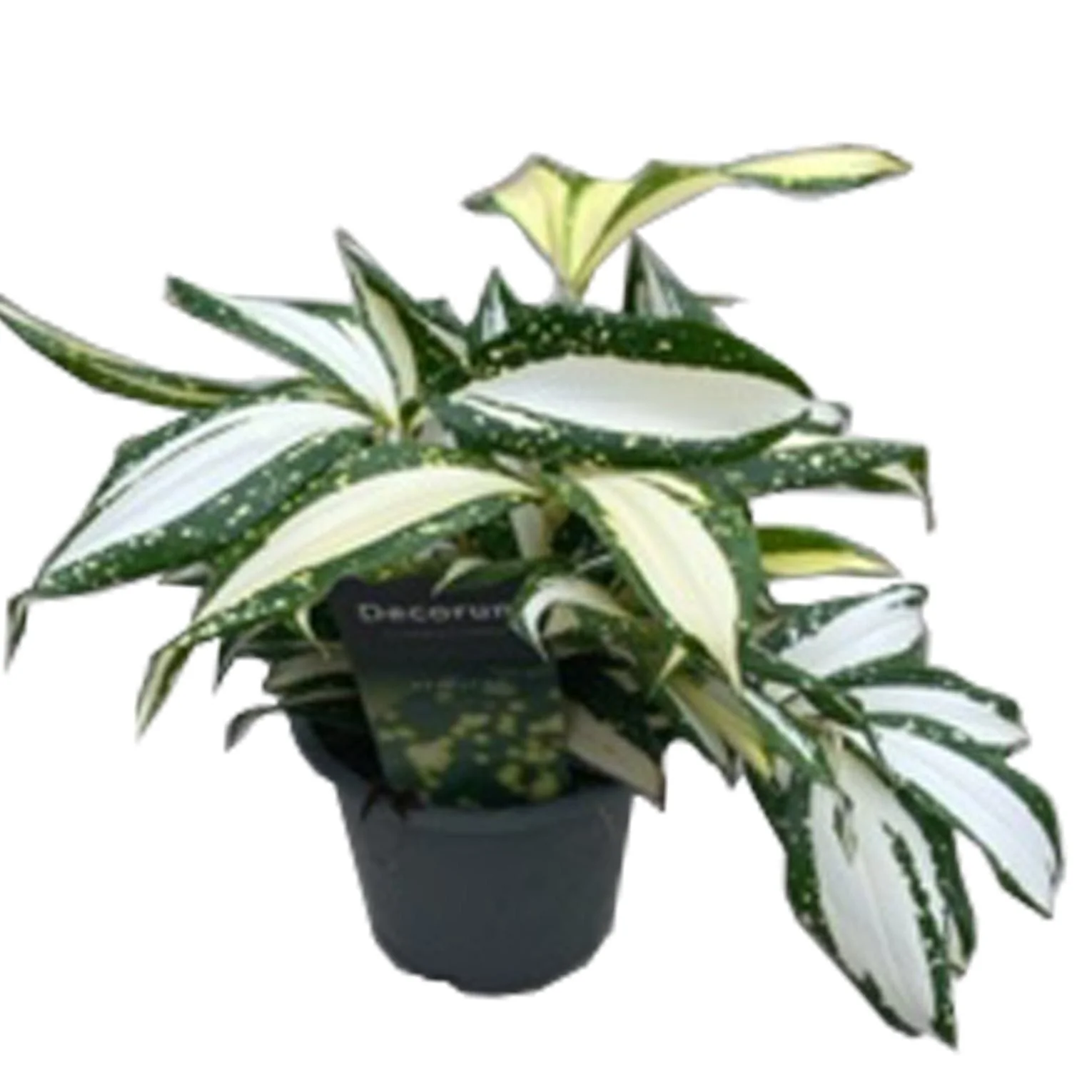 Dracaena surculosa 'Milky Way' - Image 2