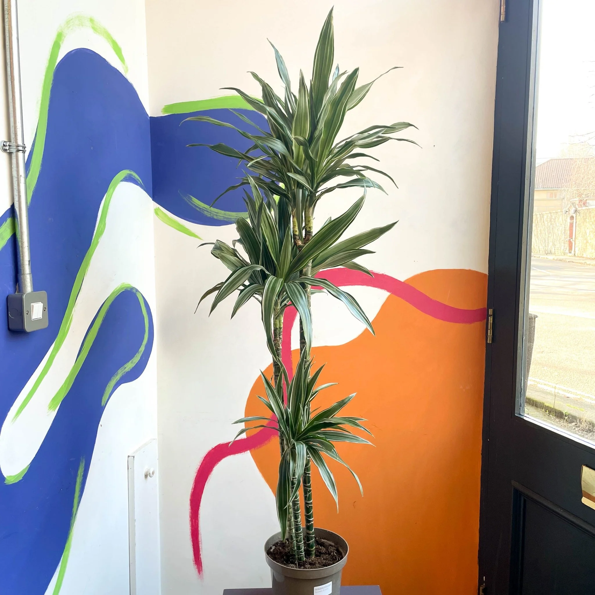 Dragon Tree - Dracaena deremensis 'Warneckii' - British Grown - Image 3